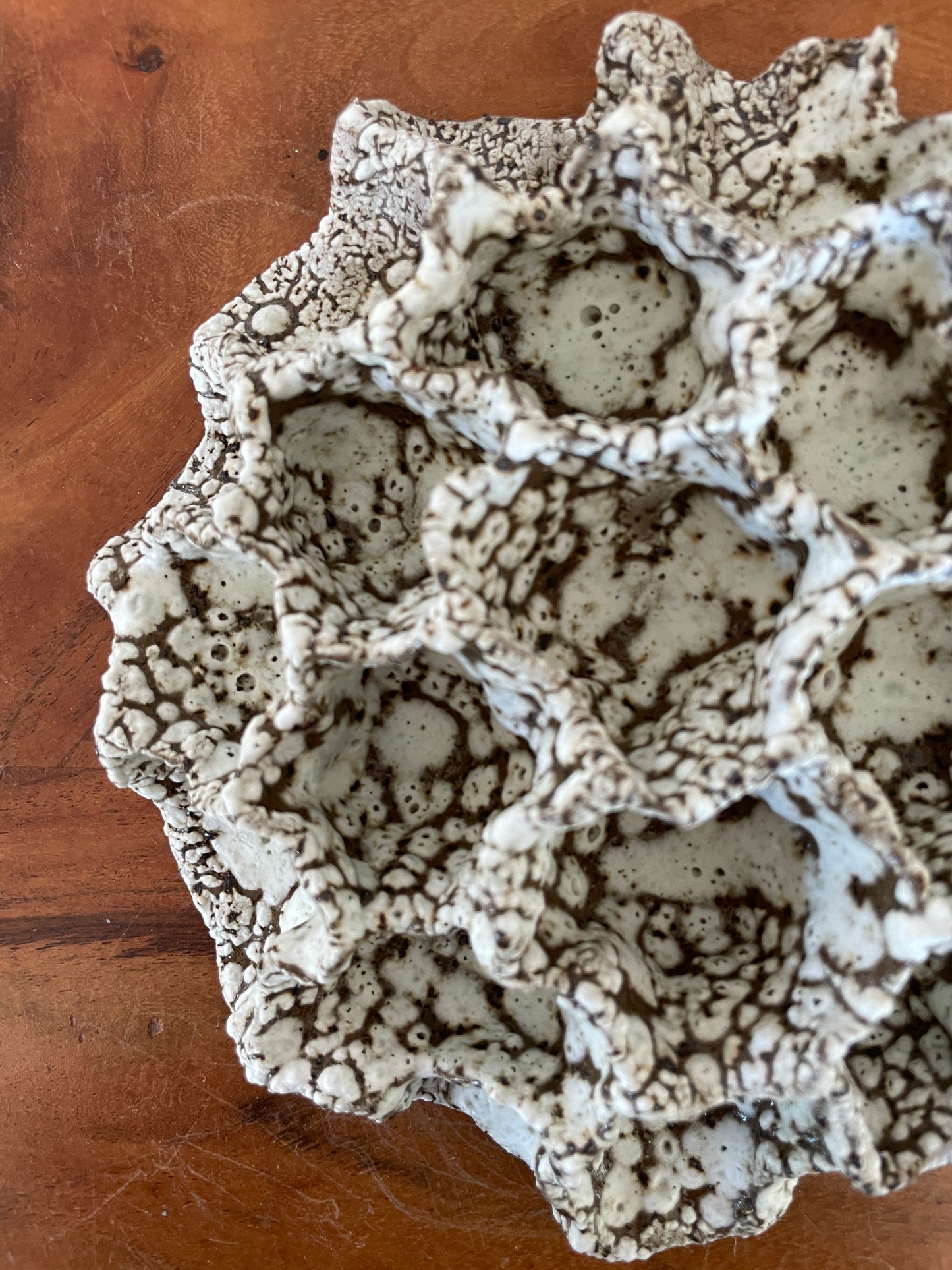 Wall coral 04474