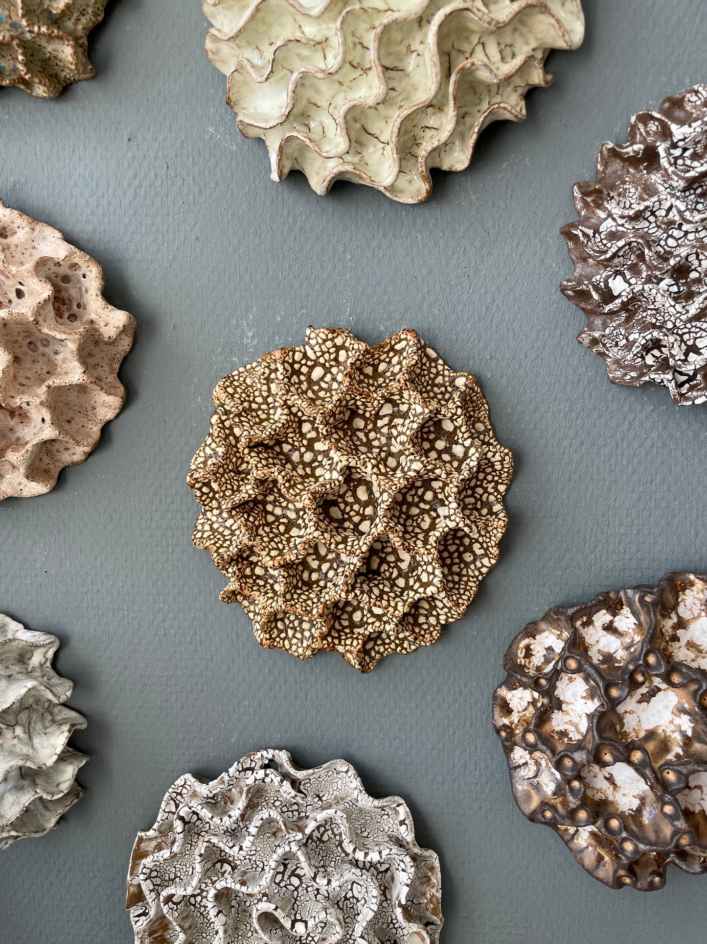 Wall coral 04489