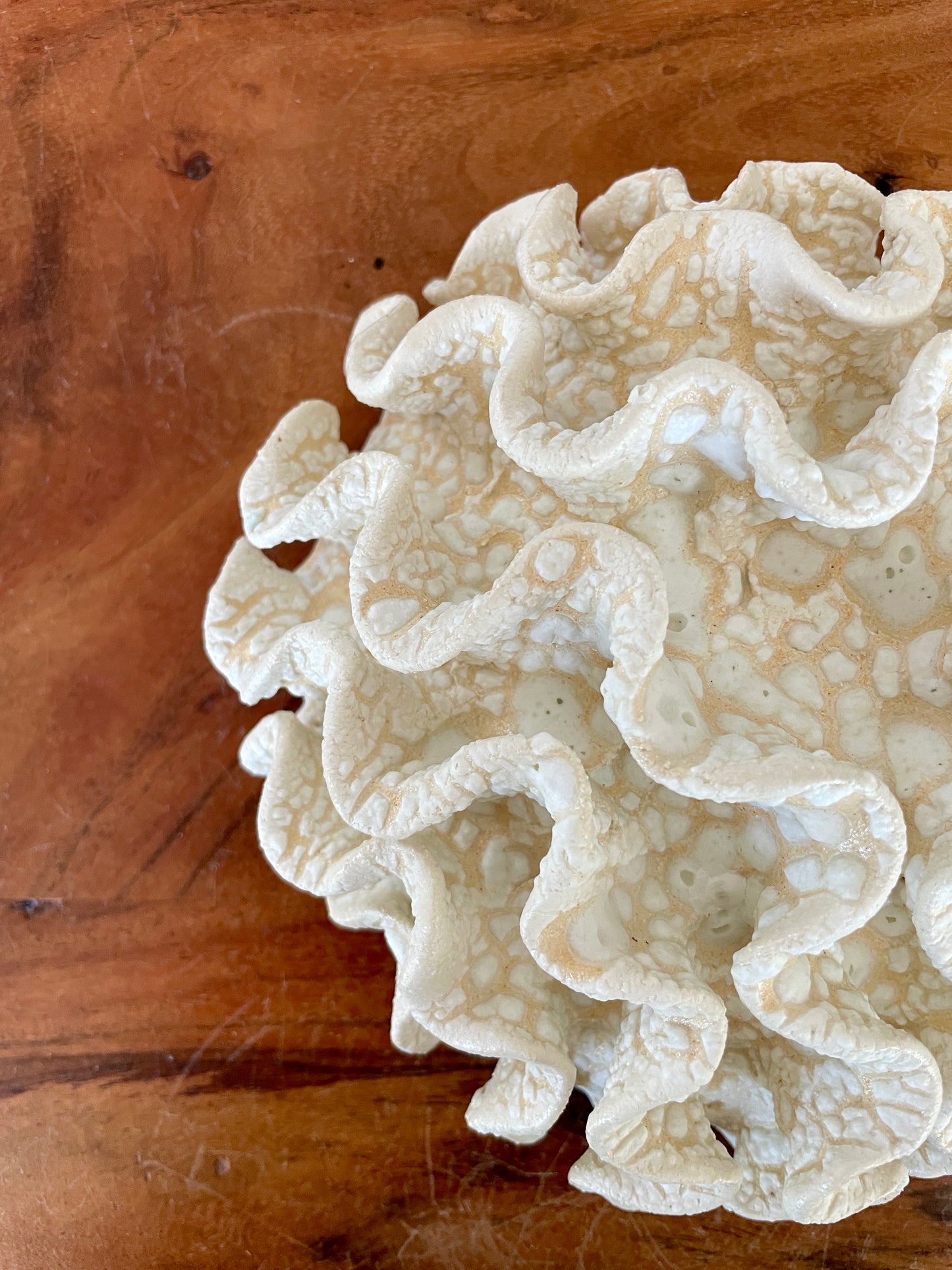Wall coral 04466