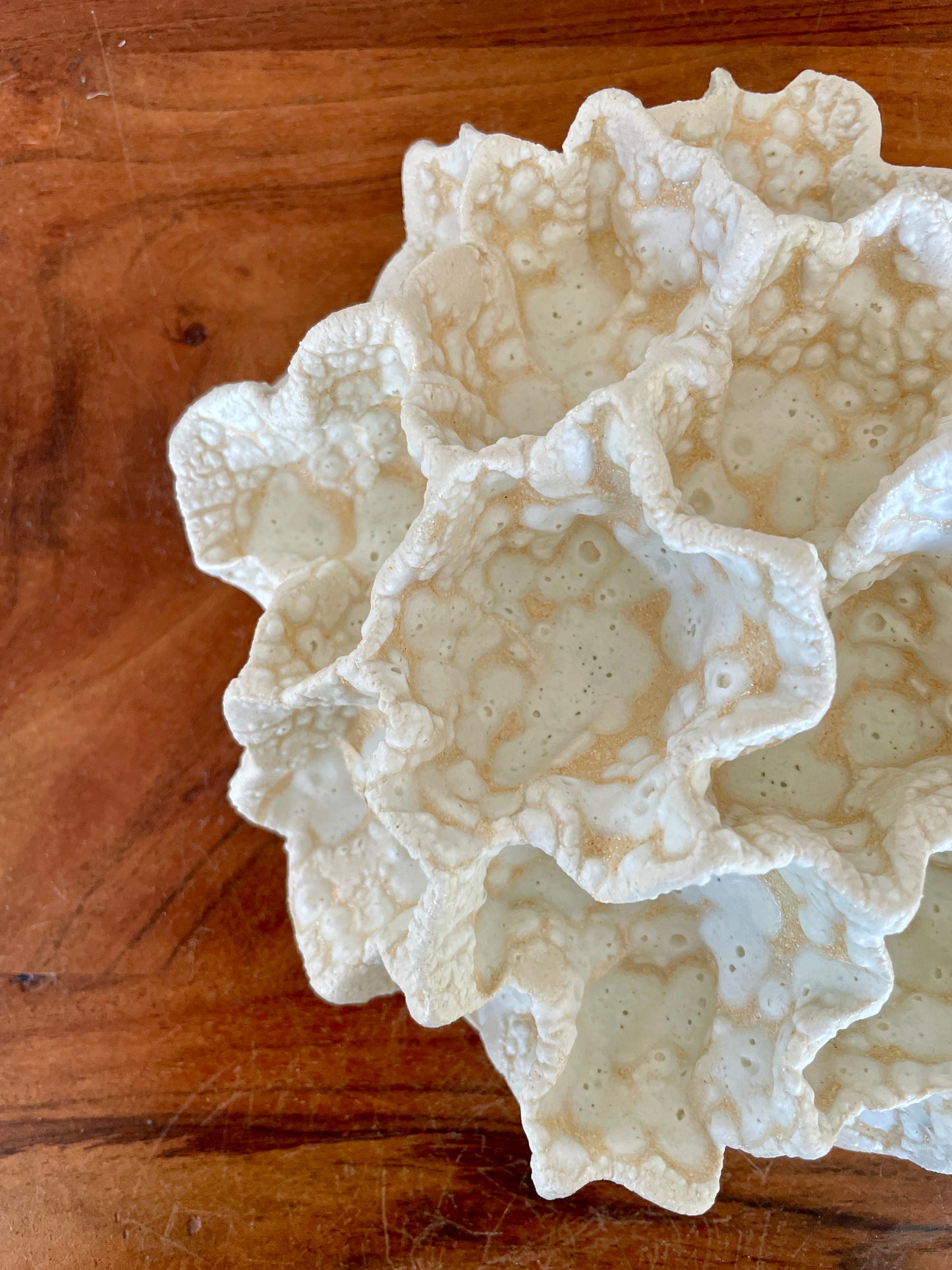 Wall coral 04468