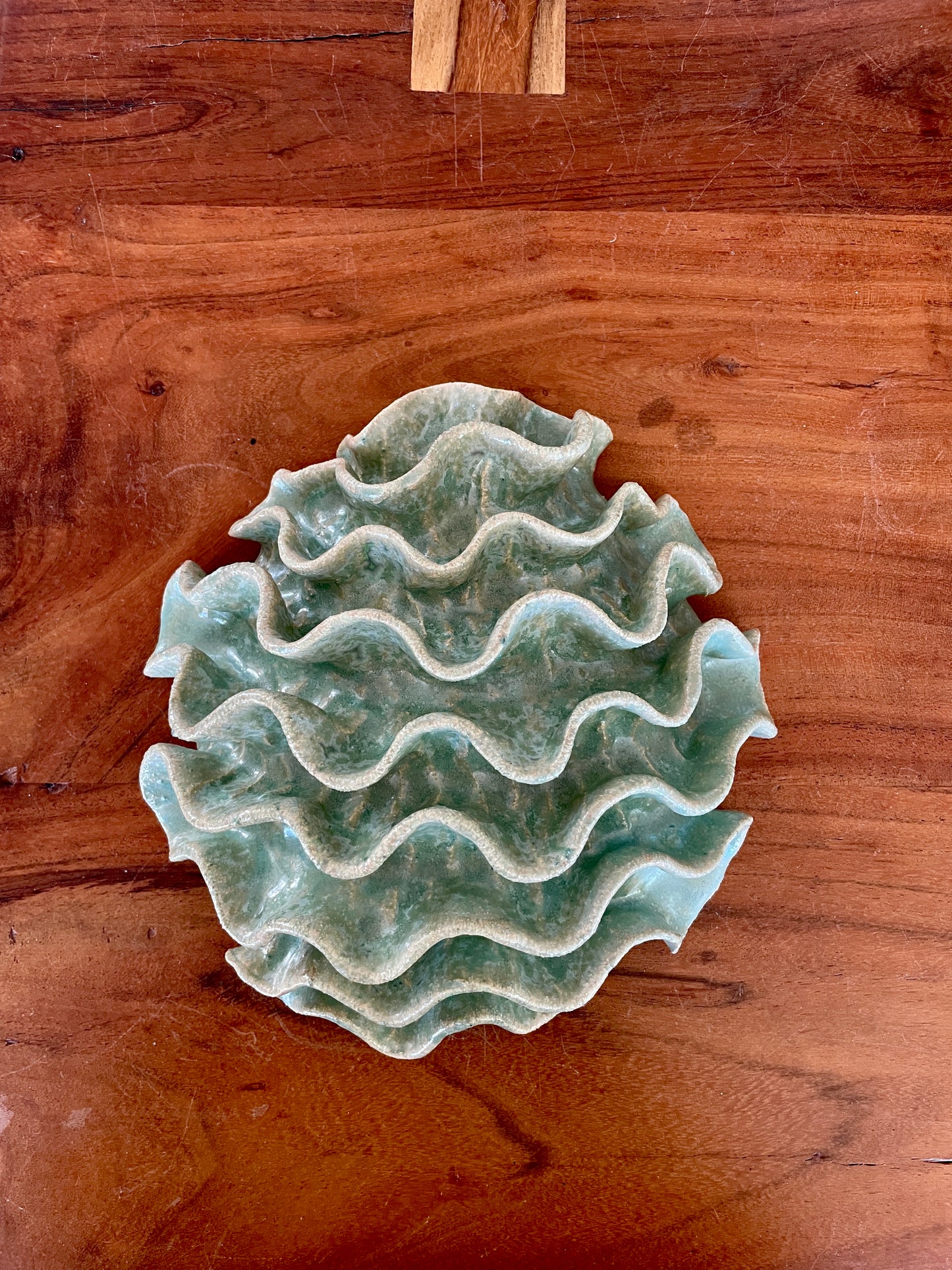 Wall coral 04477