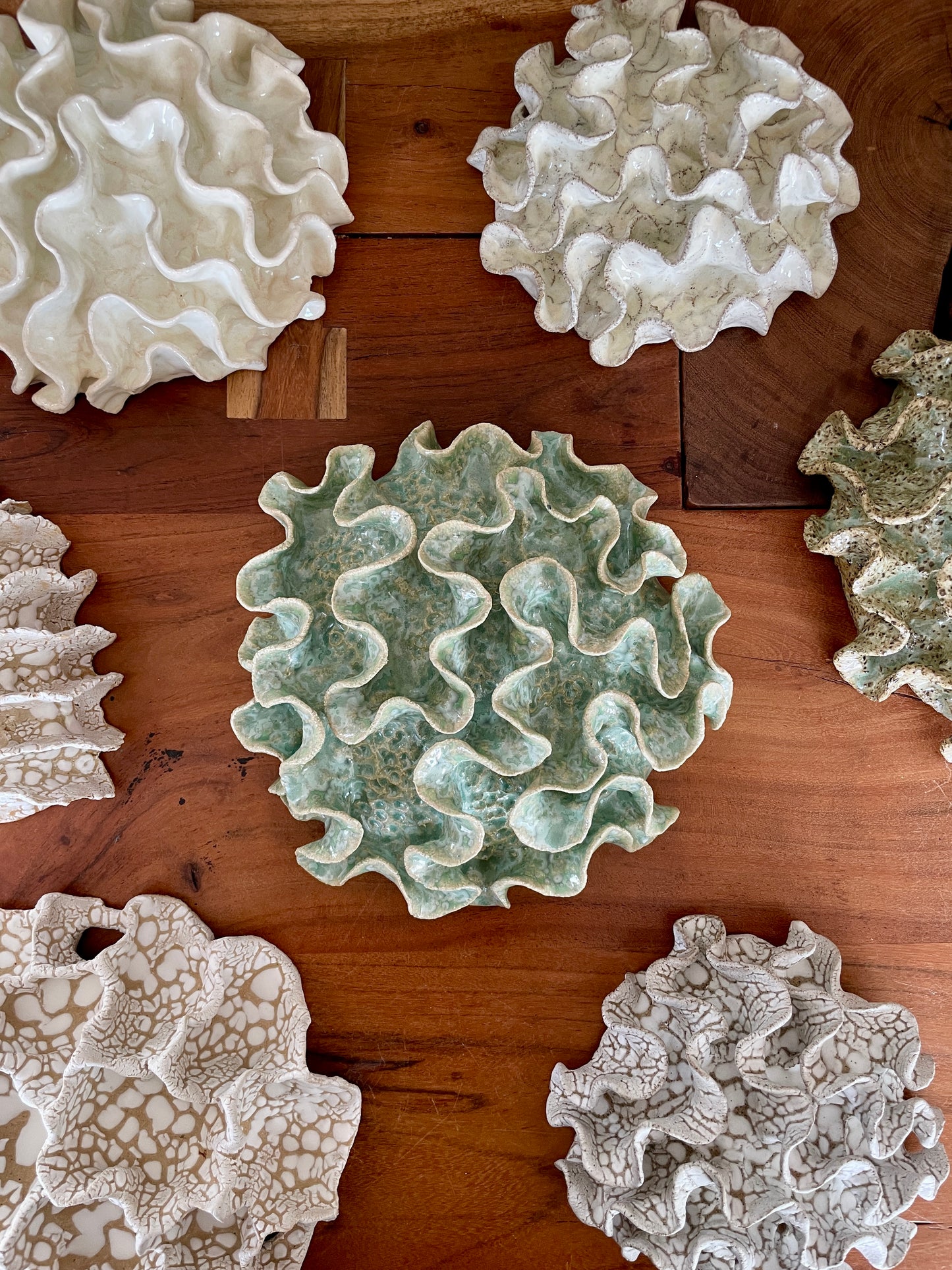 Wall coral 04458