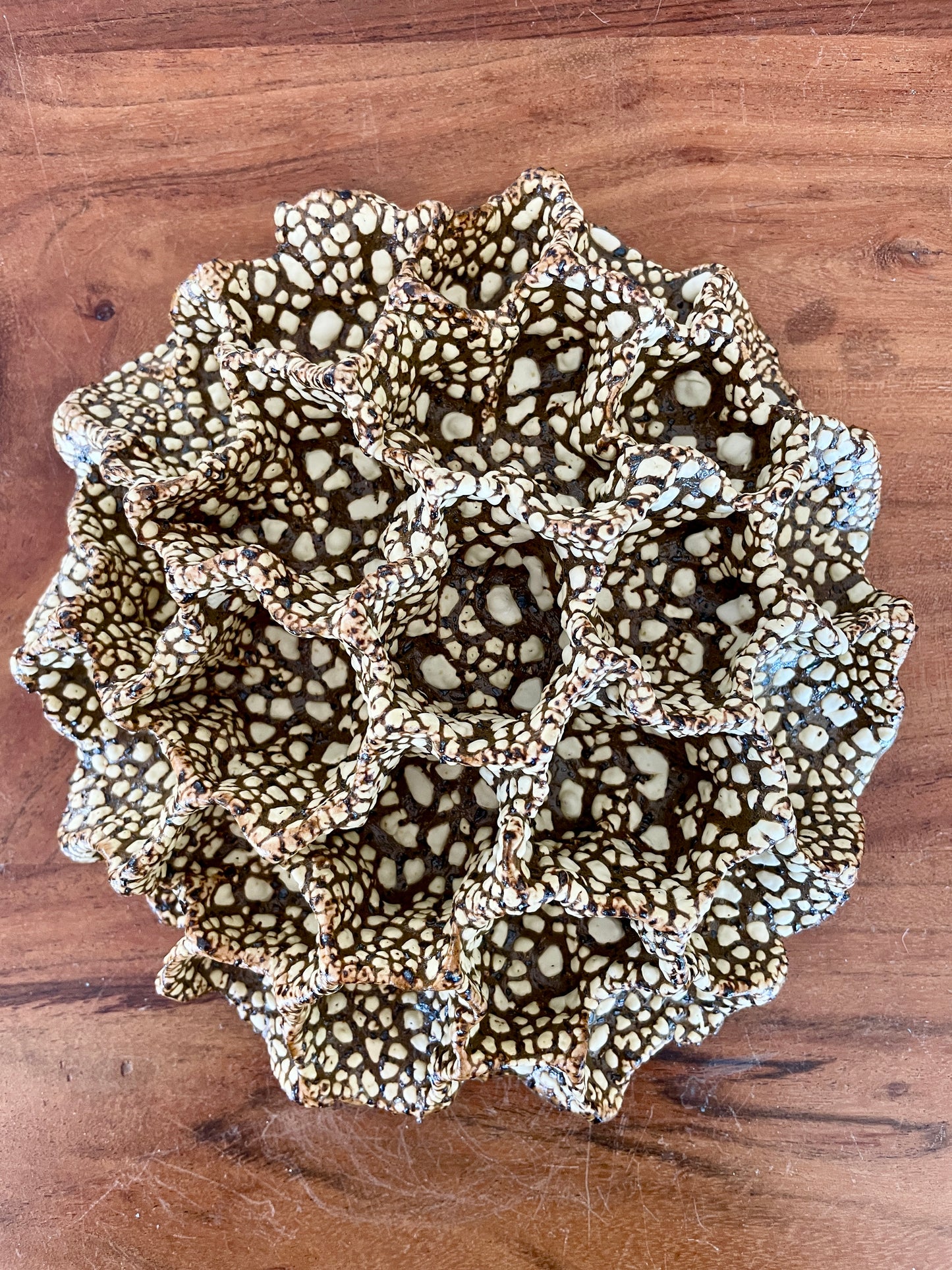 Wall coral 04489