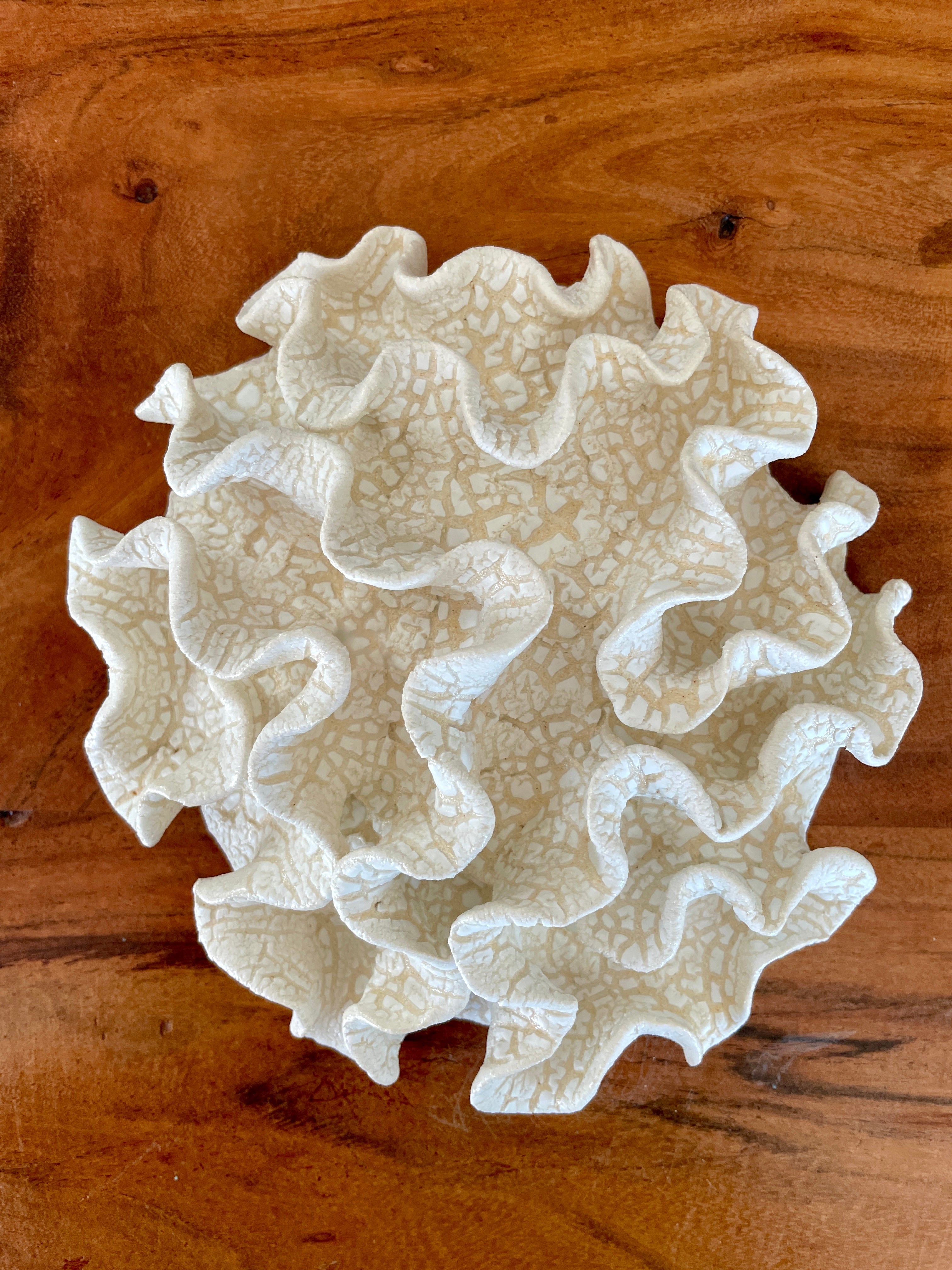 Wall coral 04446