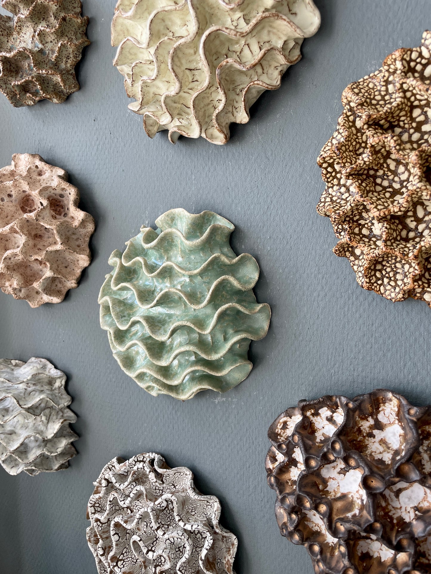 Wall coral 04477