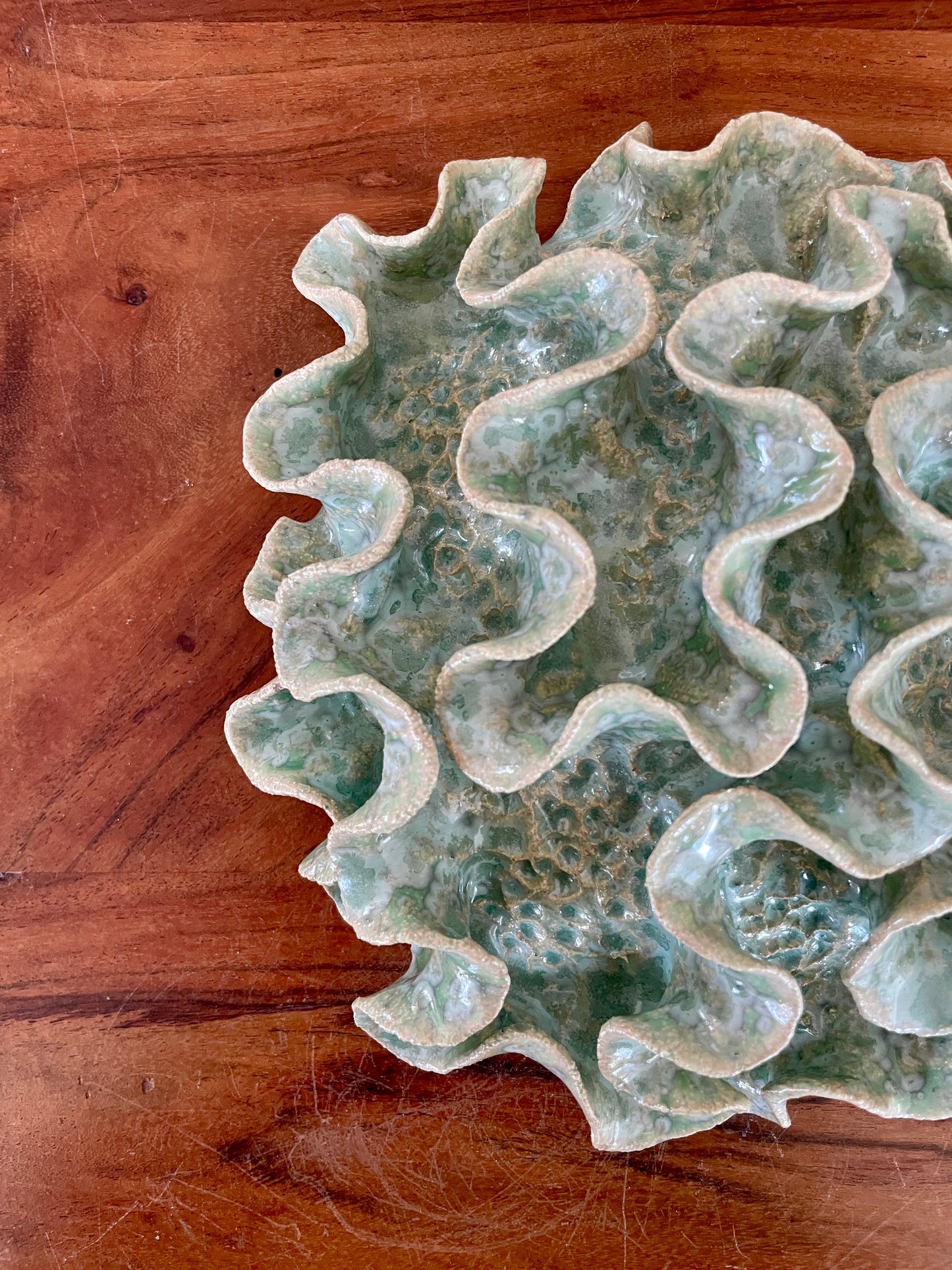Wall coral 04458