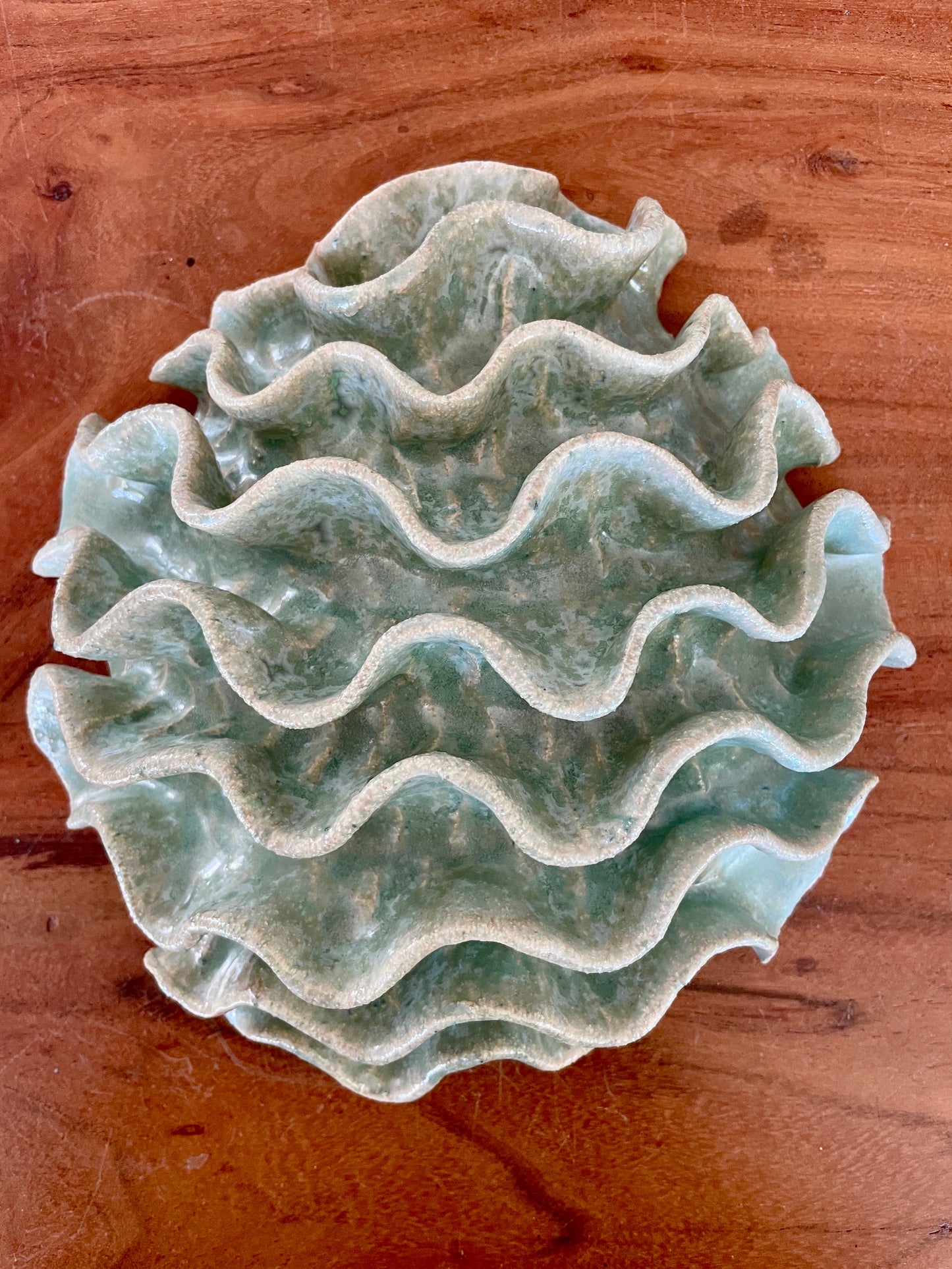 Wall coral 04477
