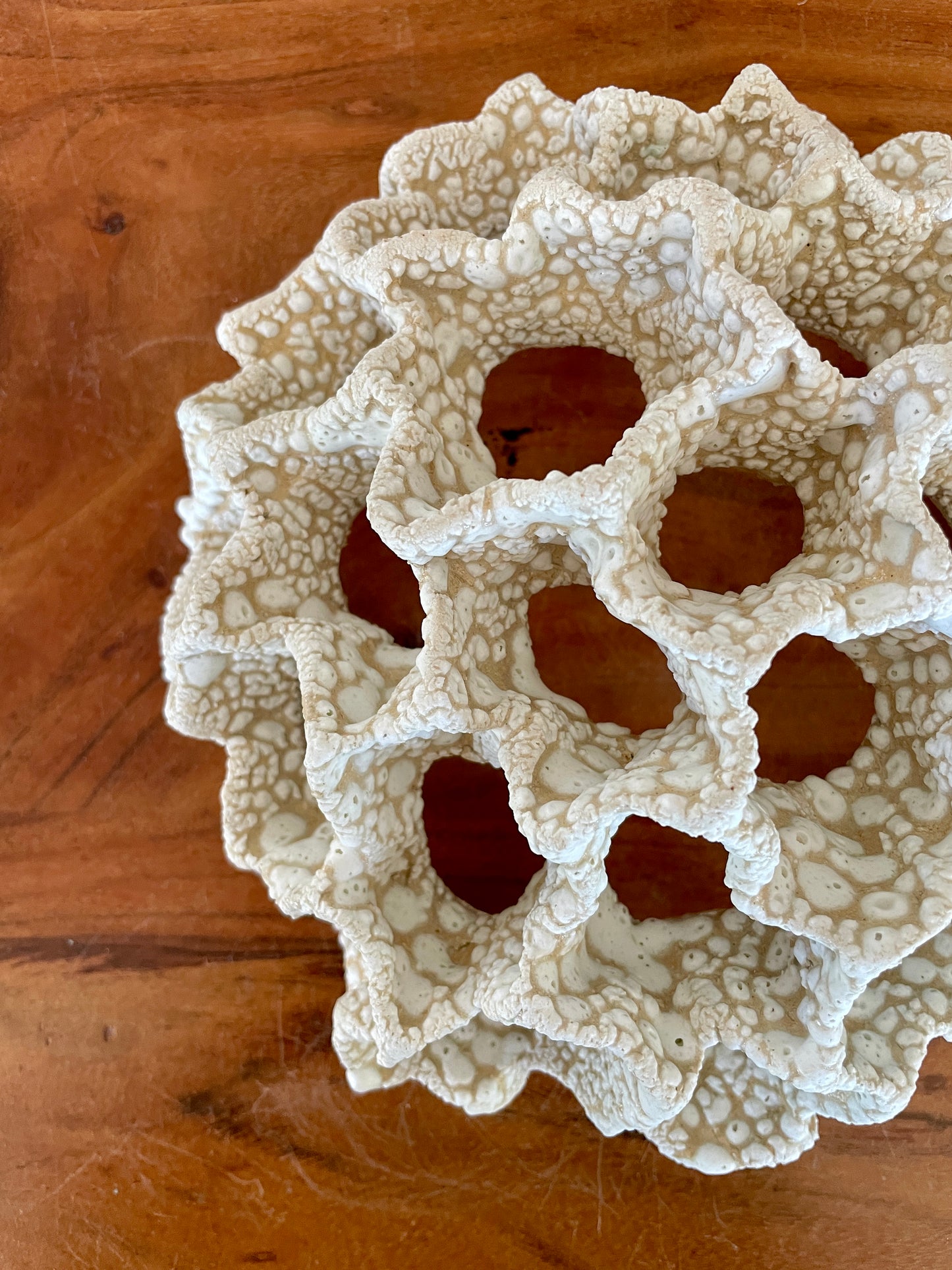 Wall coral 04475