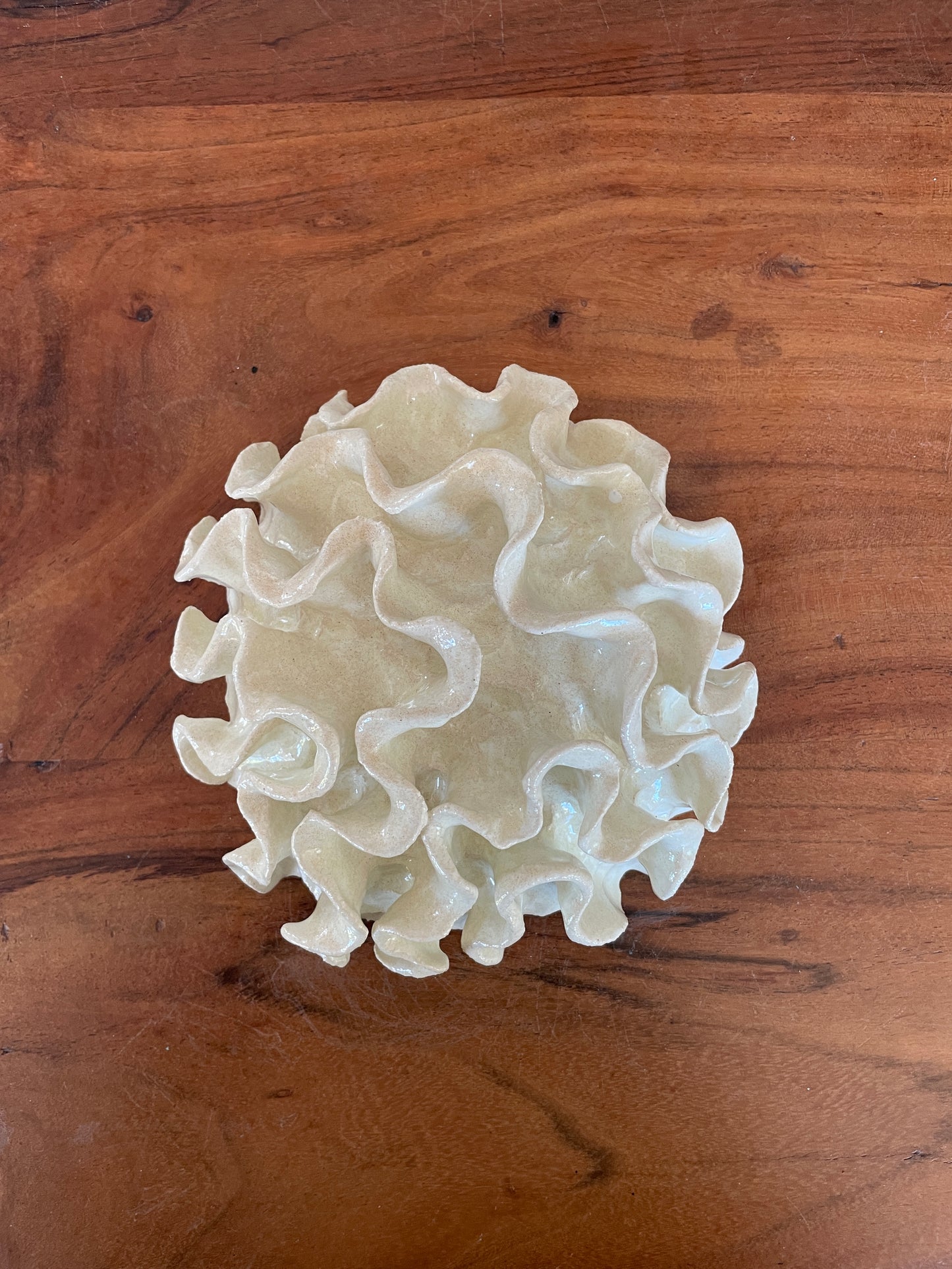 Wall coral 04469
