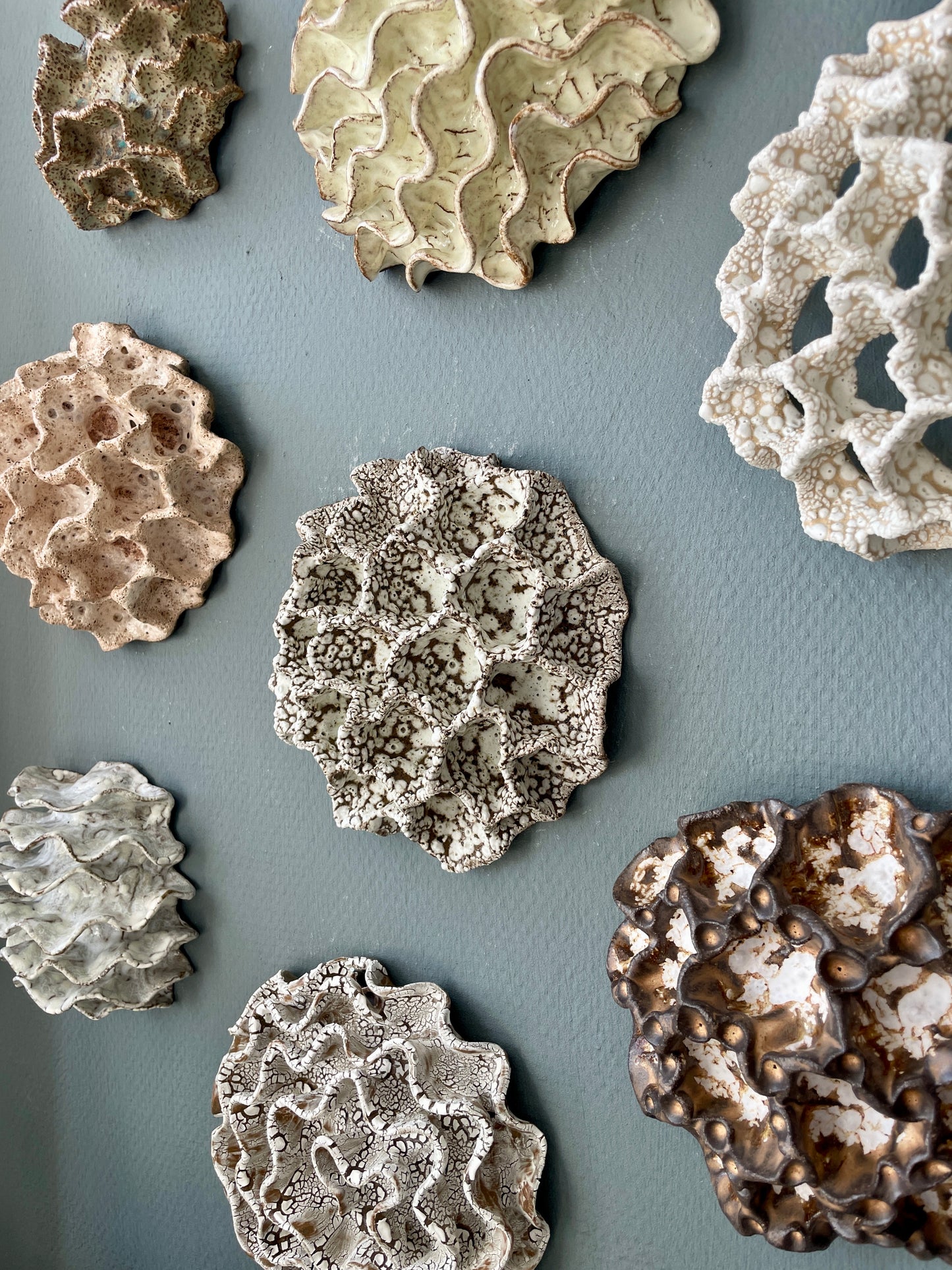 Wall coral 04474