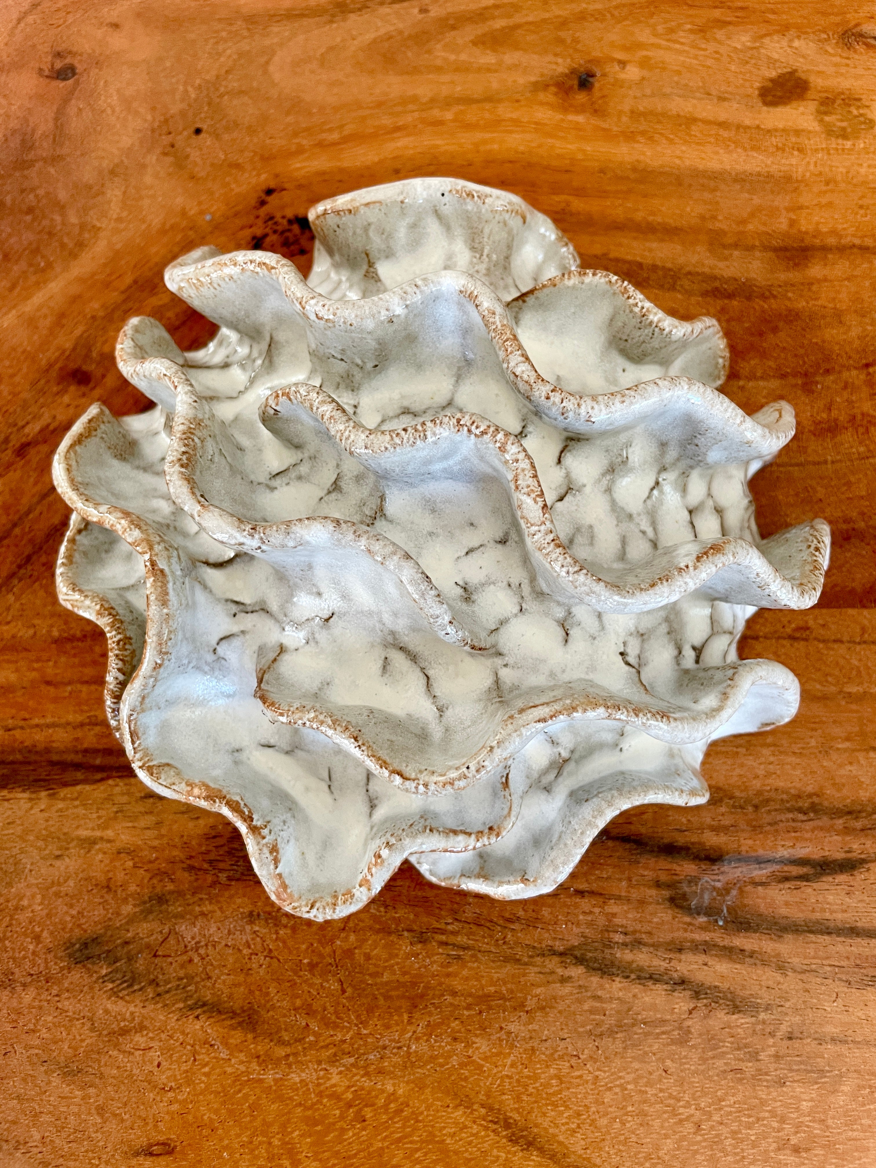 Wall coral 04449