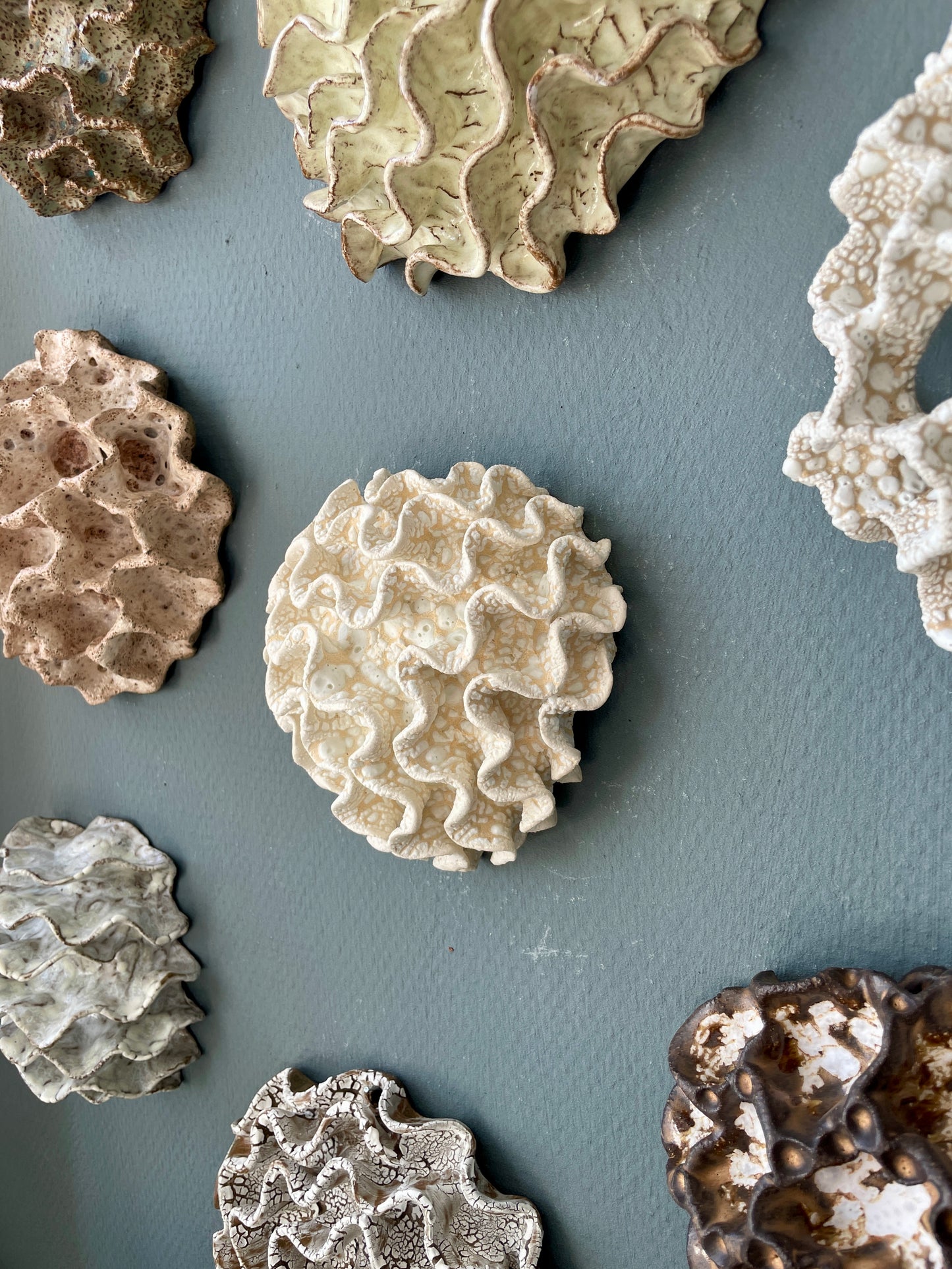 Wall coral 04466