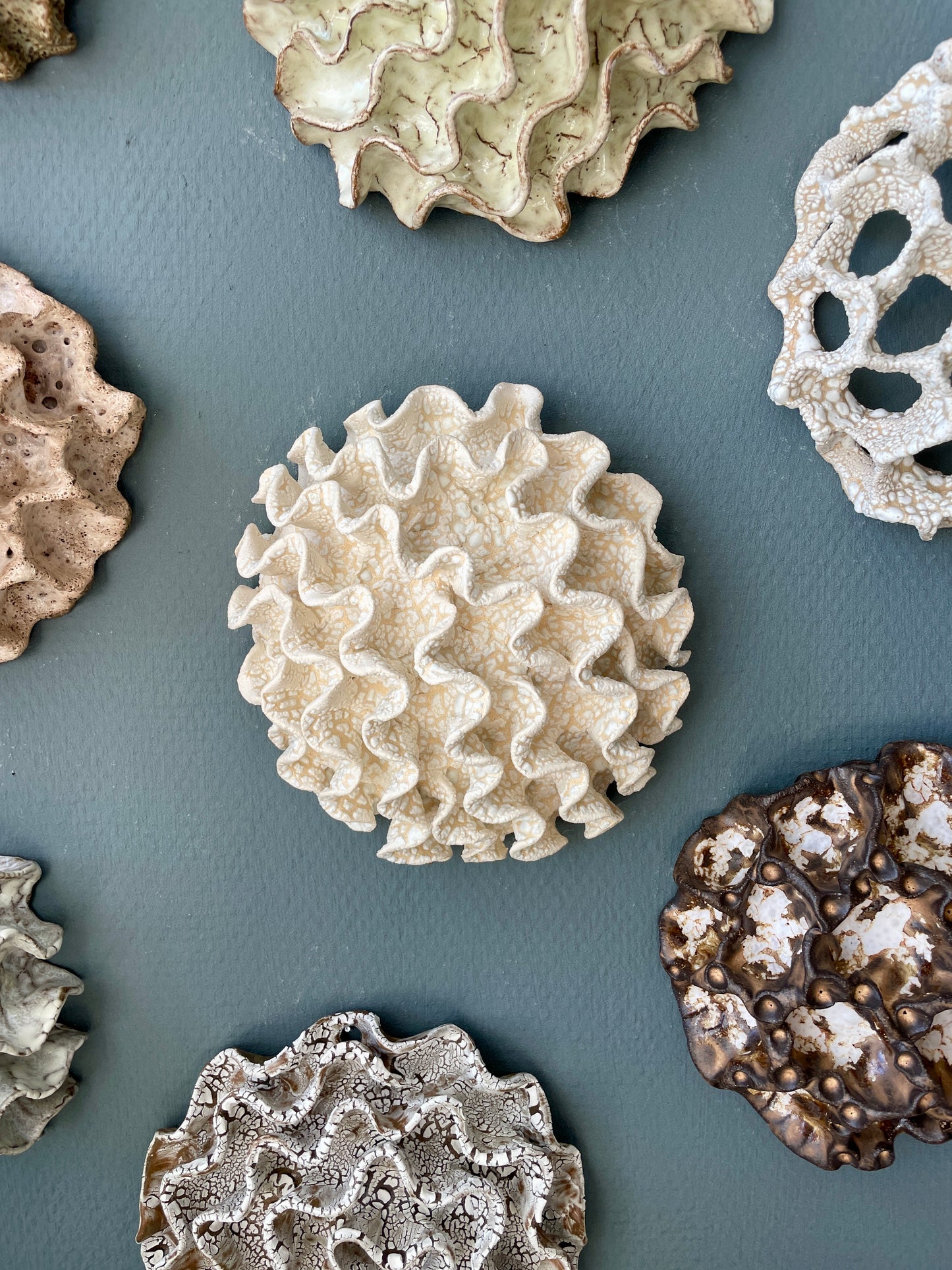 Wall coral 04463
