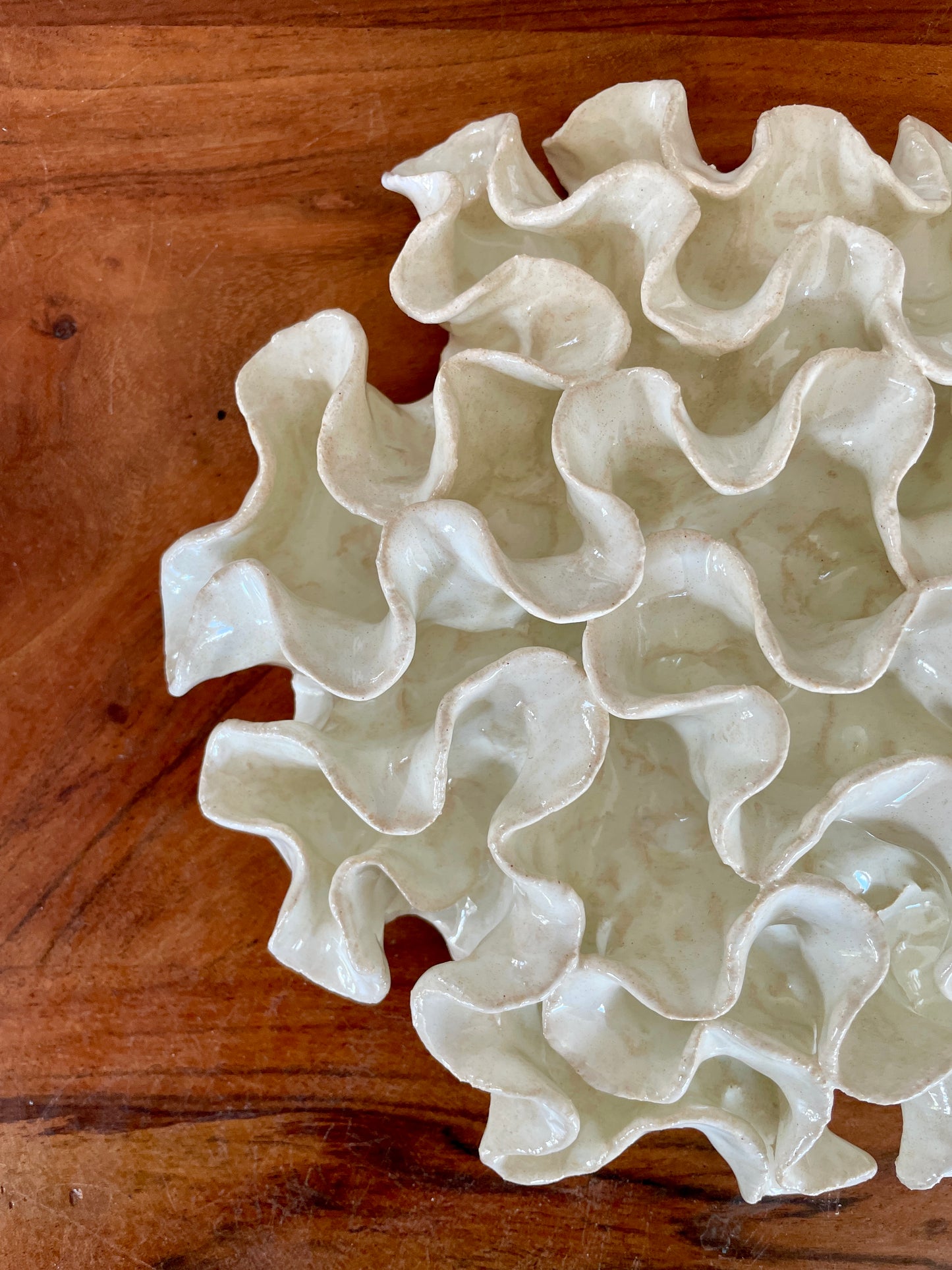 Wall coral 04451