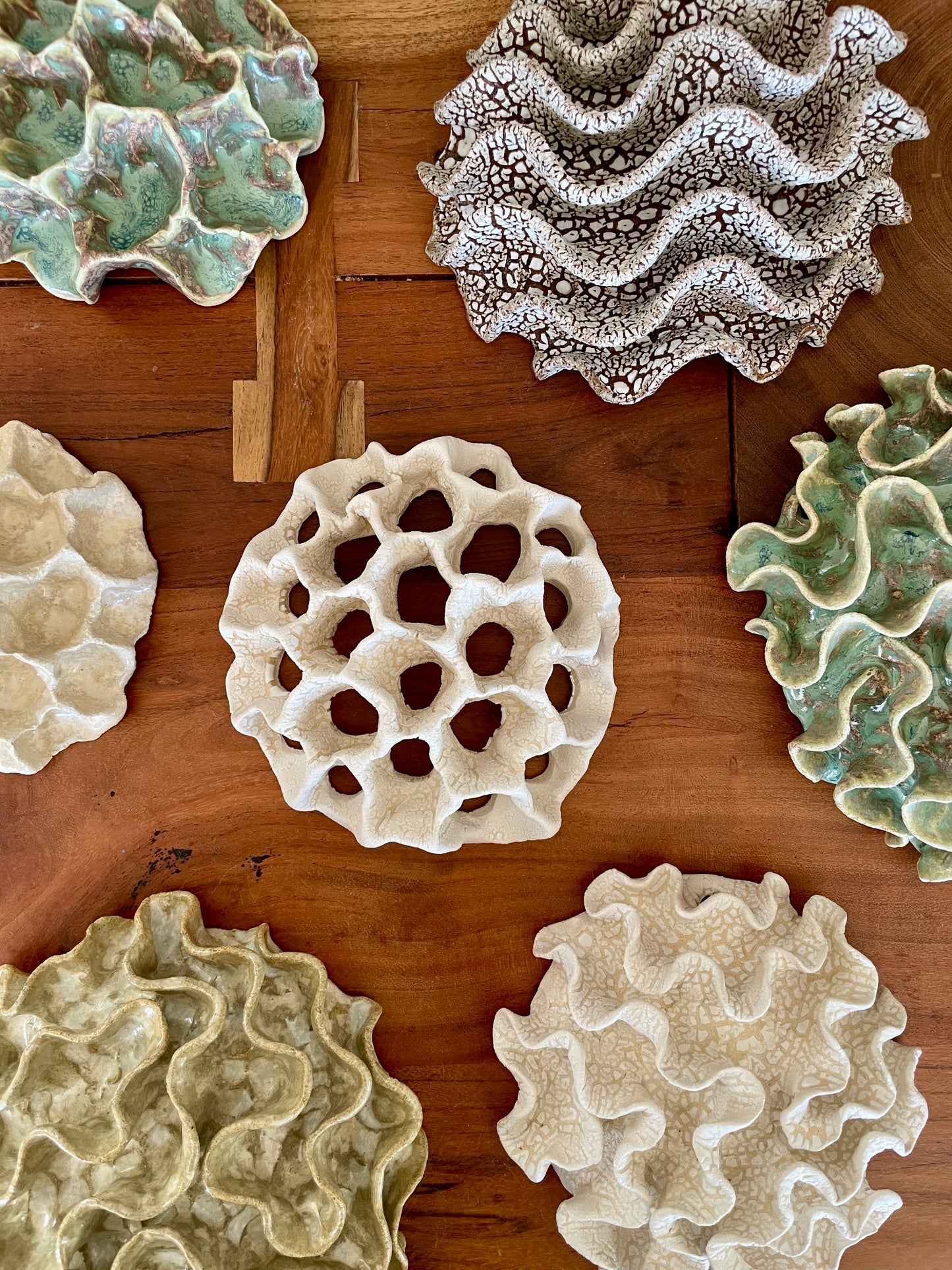 Wall coral 04447