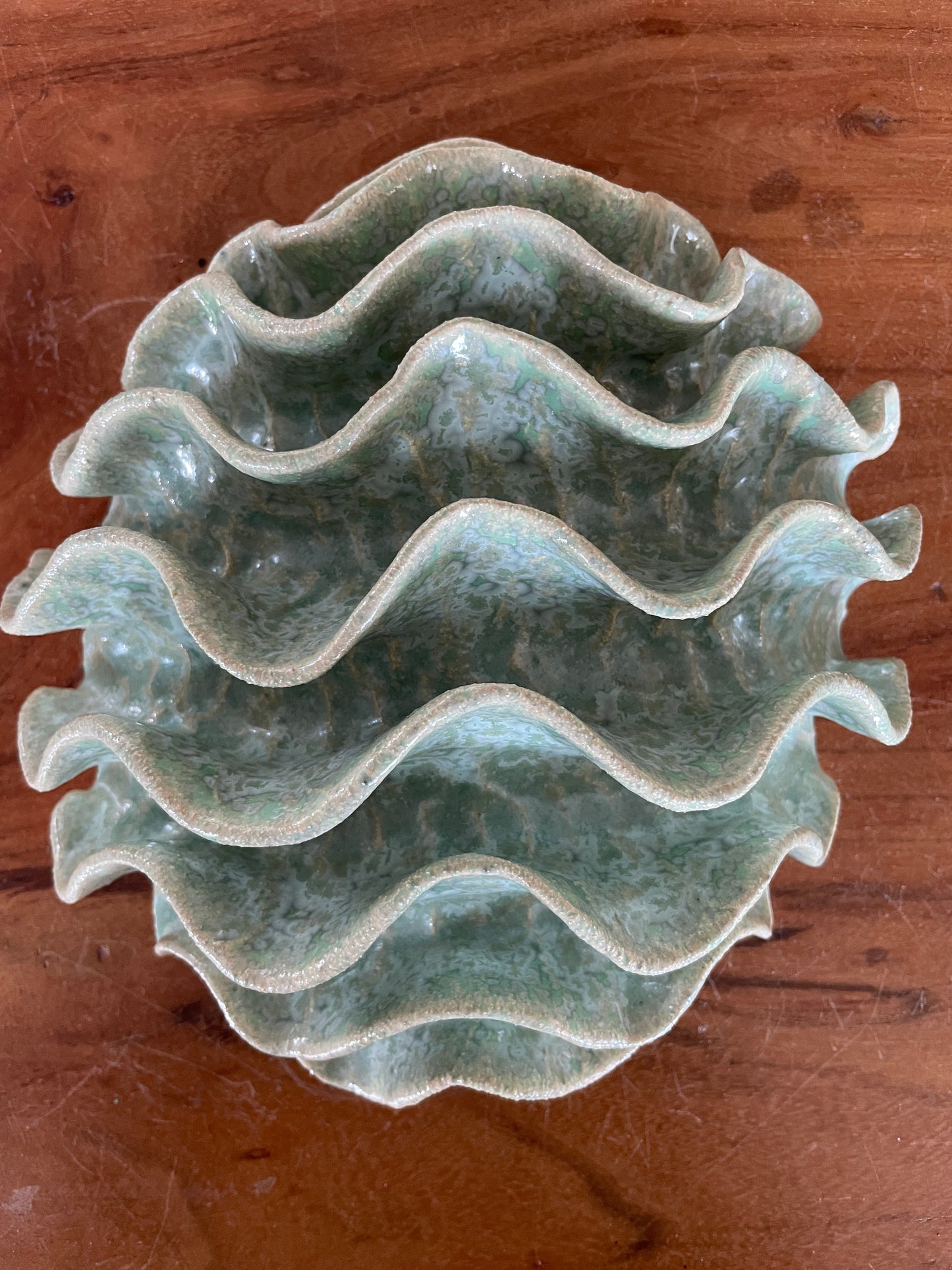 Wall coral 04478