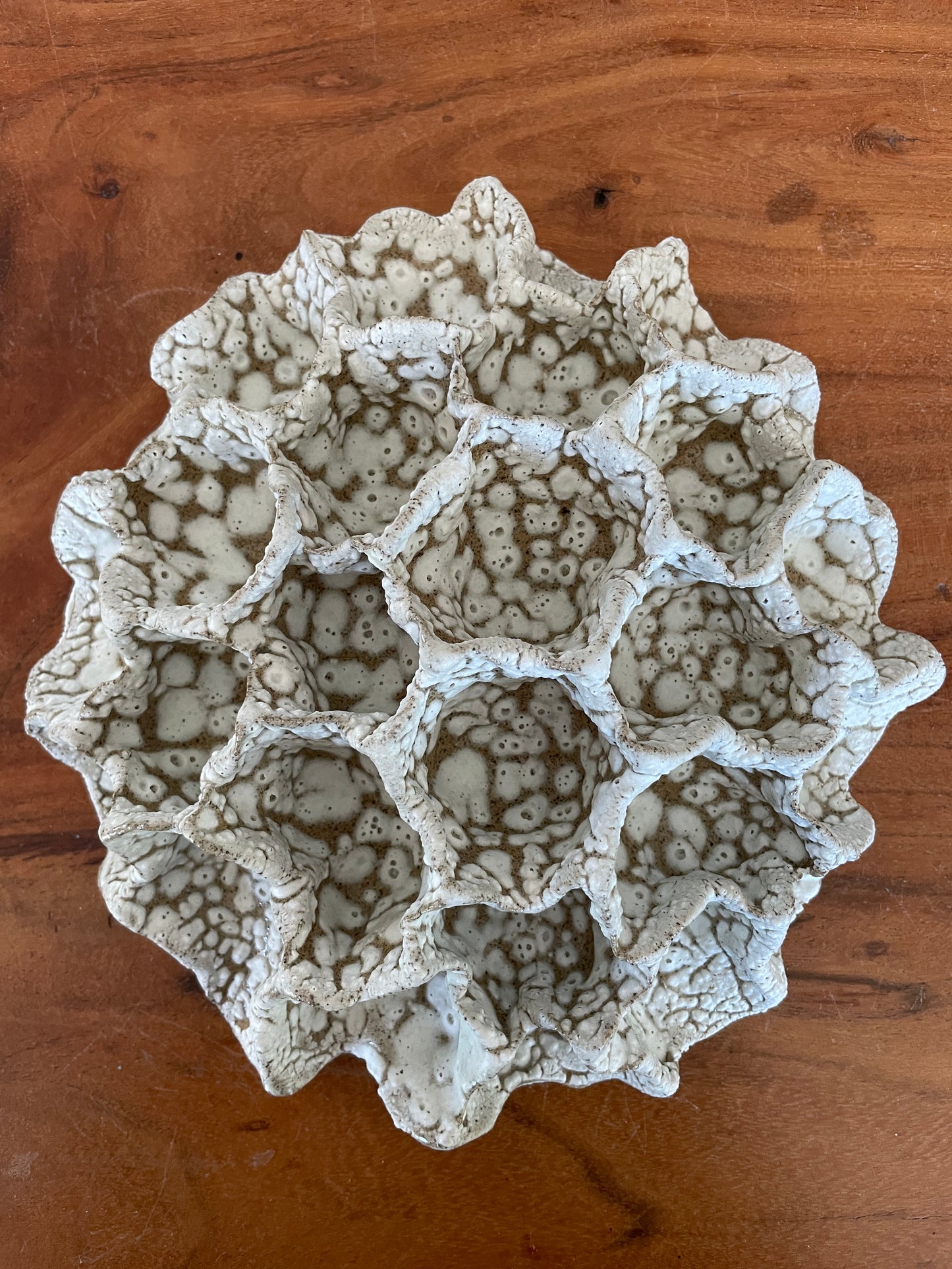 Wall coral 04476