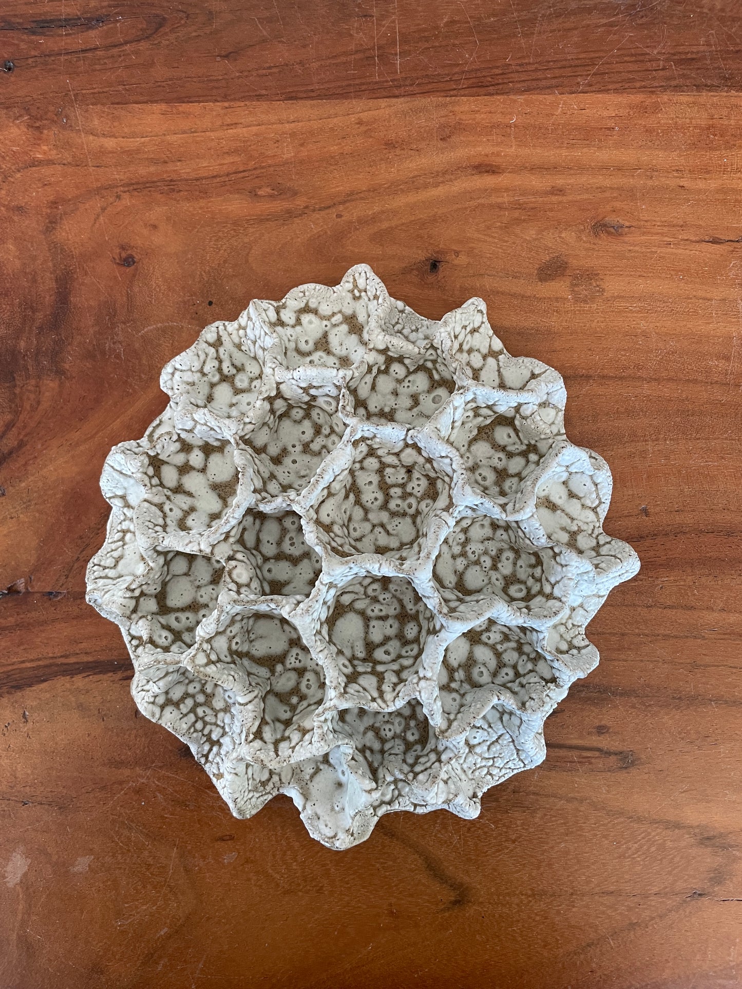 Wall coral 04476