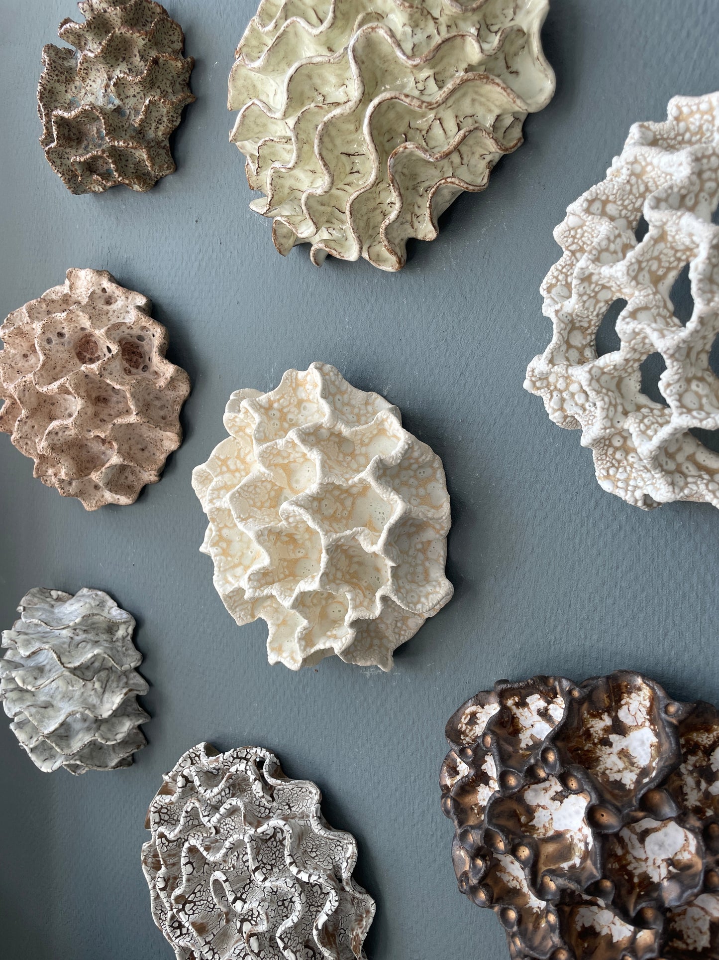 Wall coral 04468