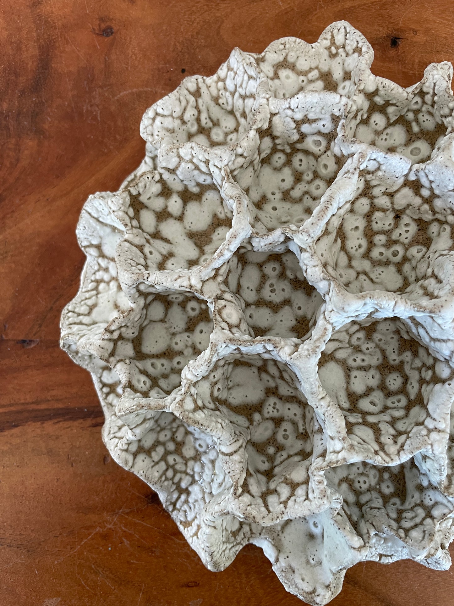 Wall coral 04476