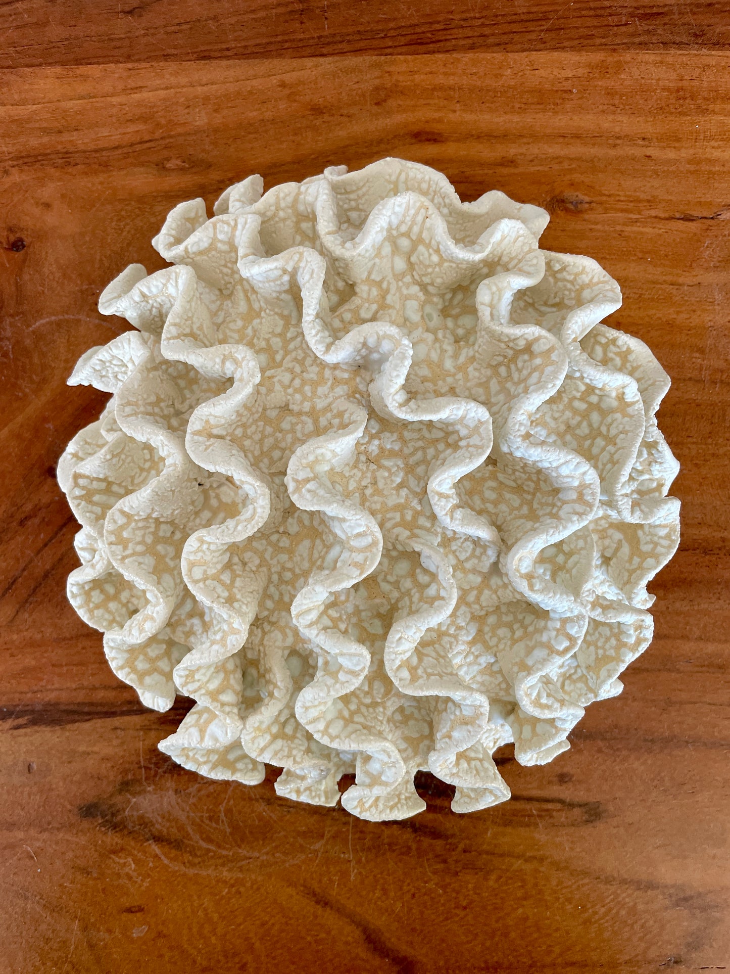 Wall coral 04463