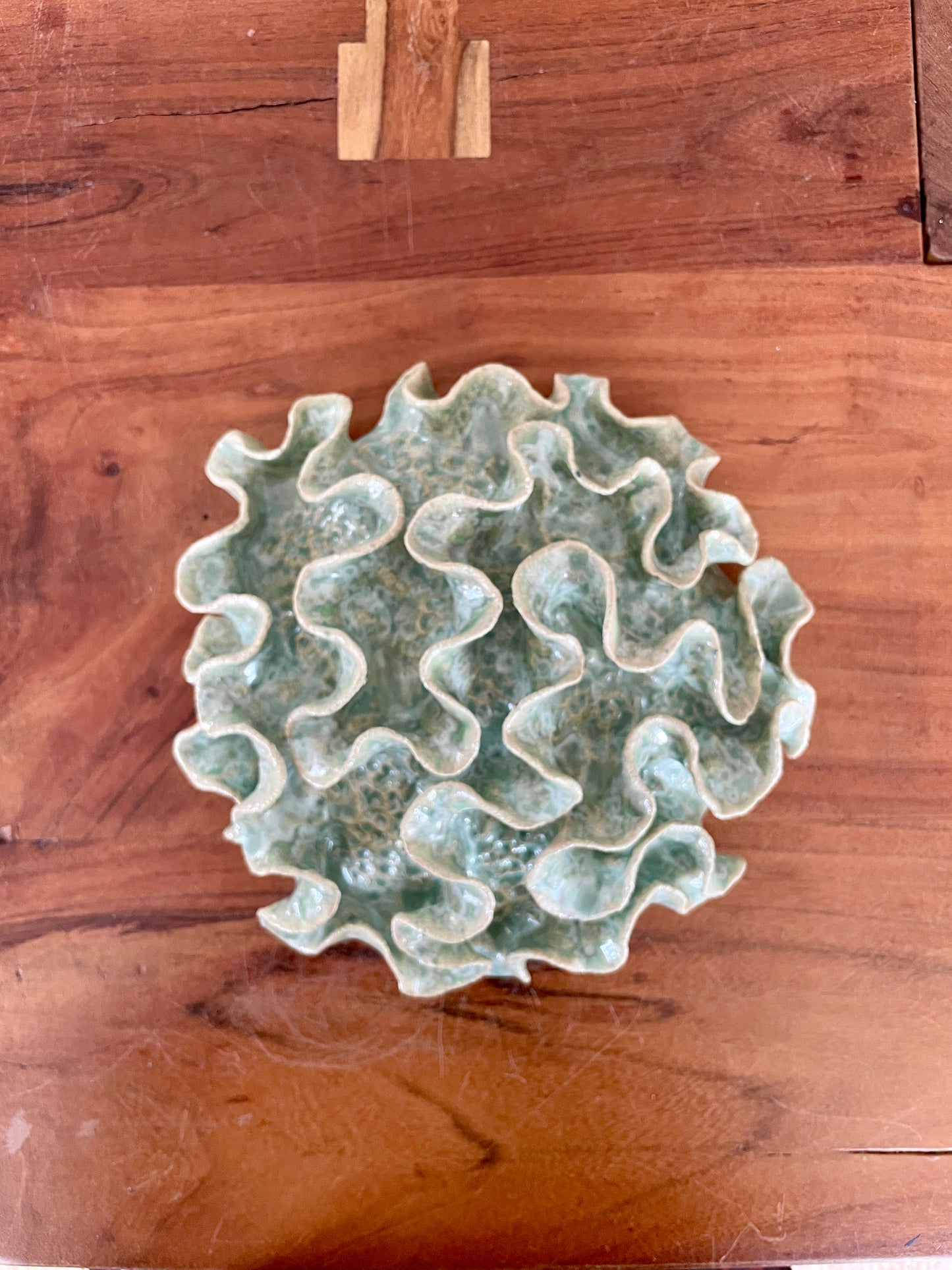 Wall coral 04458