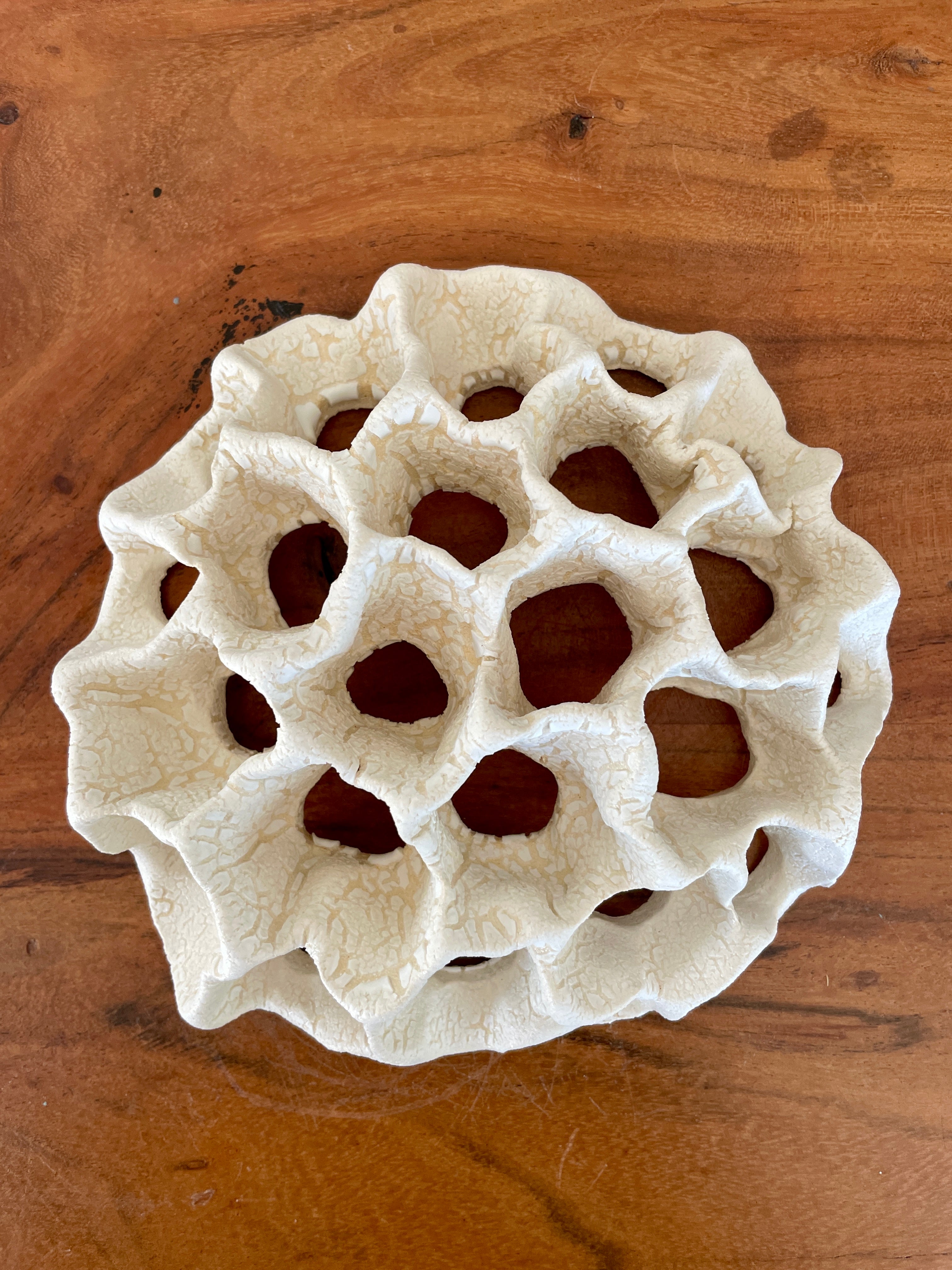 Wall coral 04447
