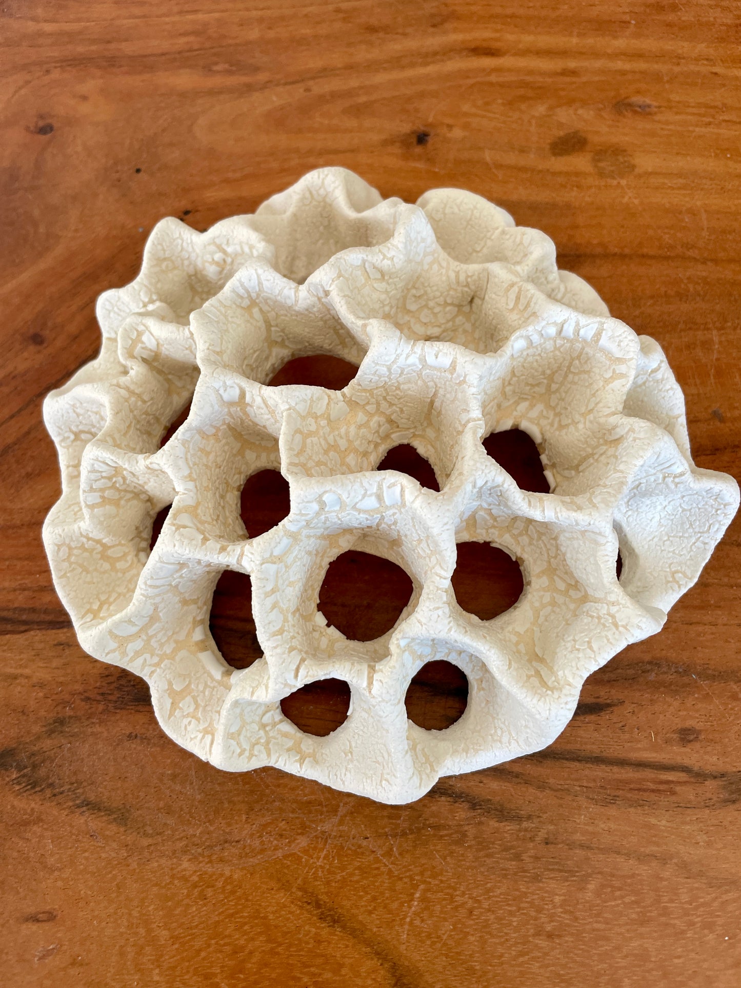 Wall coral 04447