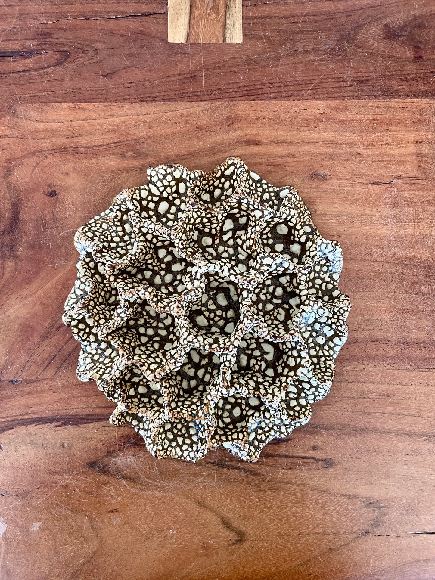 Wall coral 04489