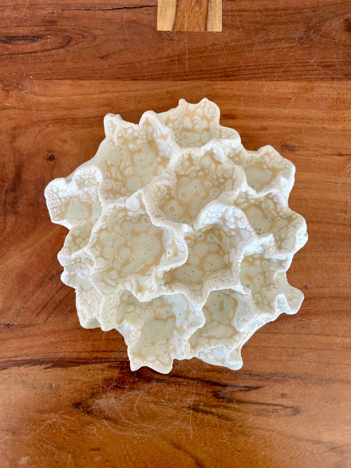 Wall coral 04468