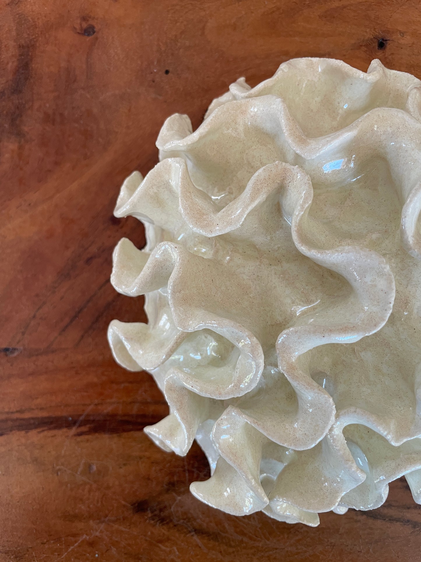 Wall coral 04469