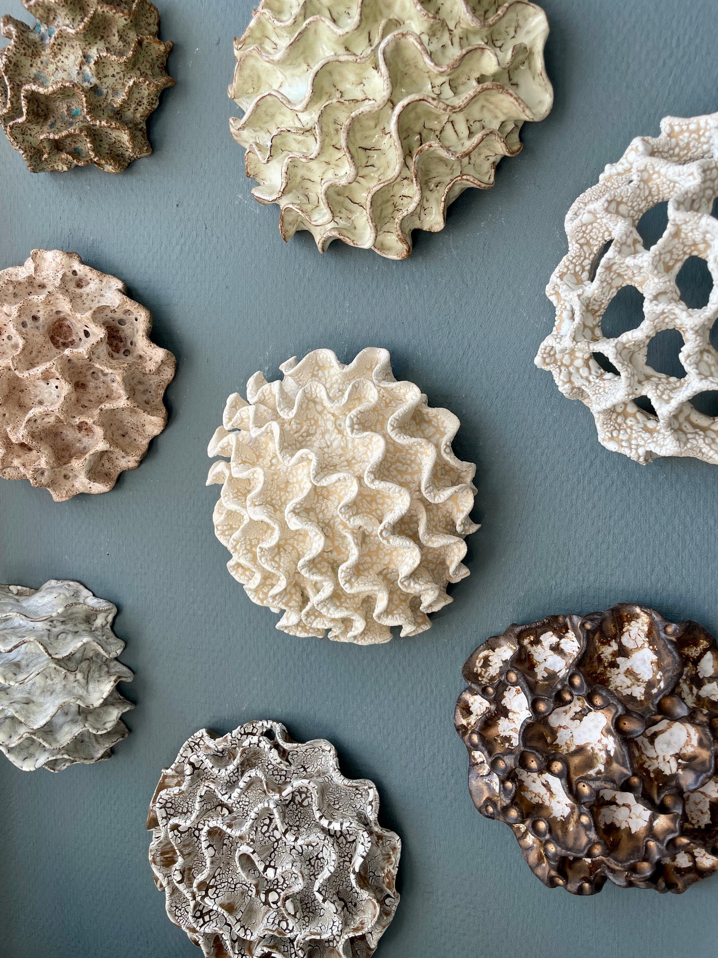 Wall coral 04463