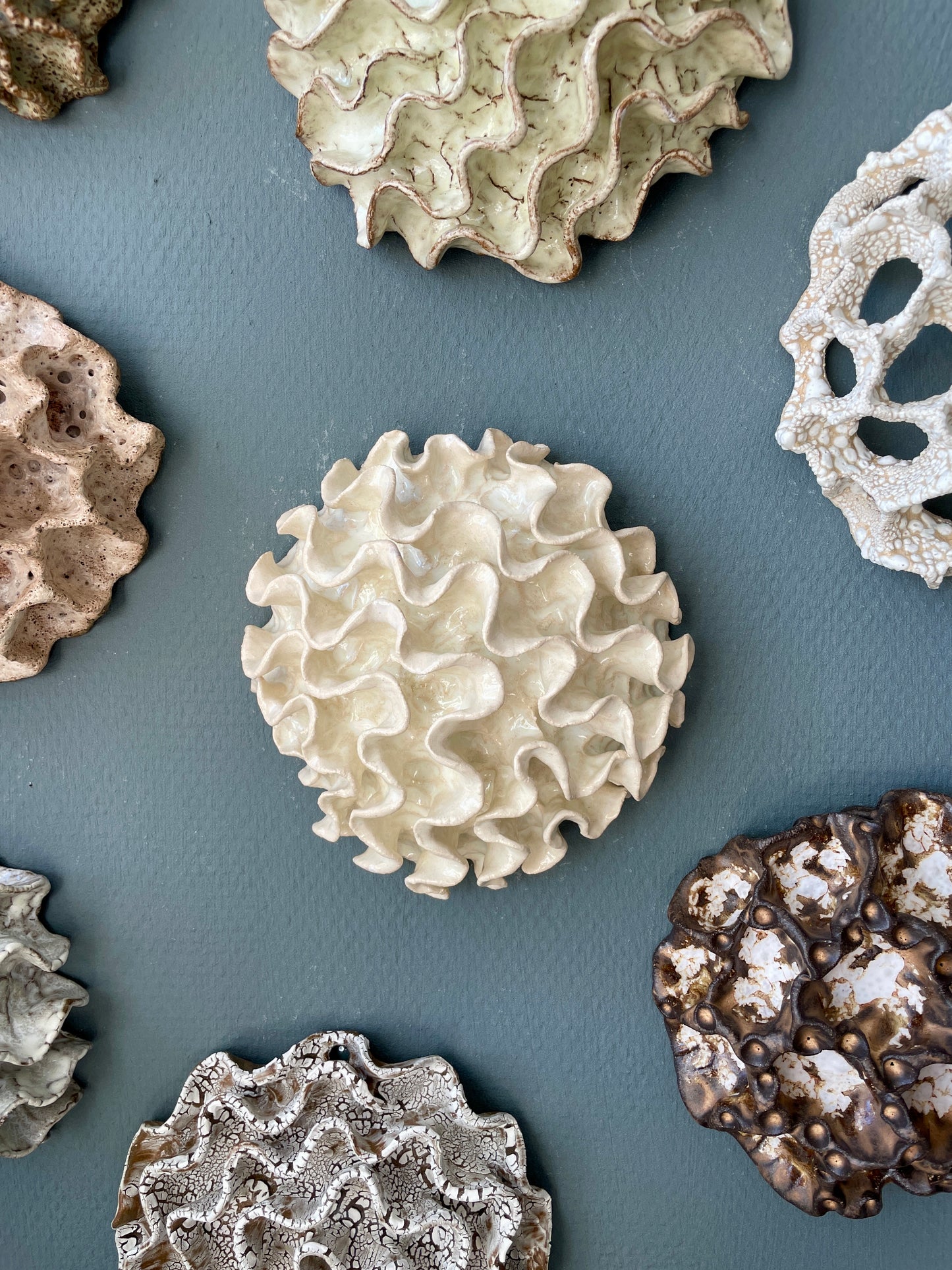 Wall coral 04467