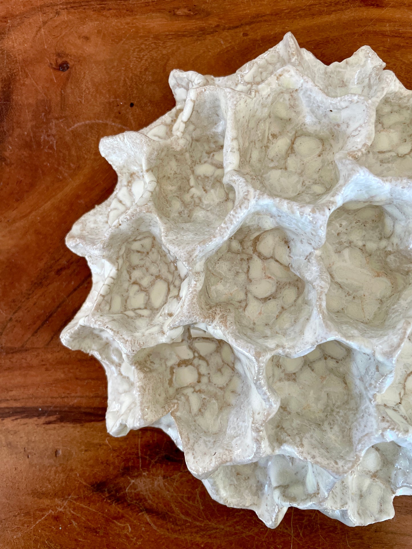 Wall coral 04473
