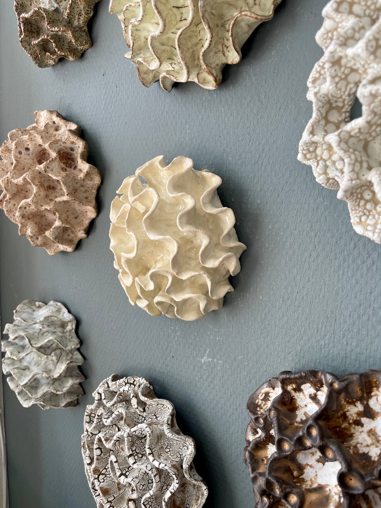 Wall coral 04469