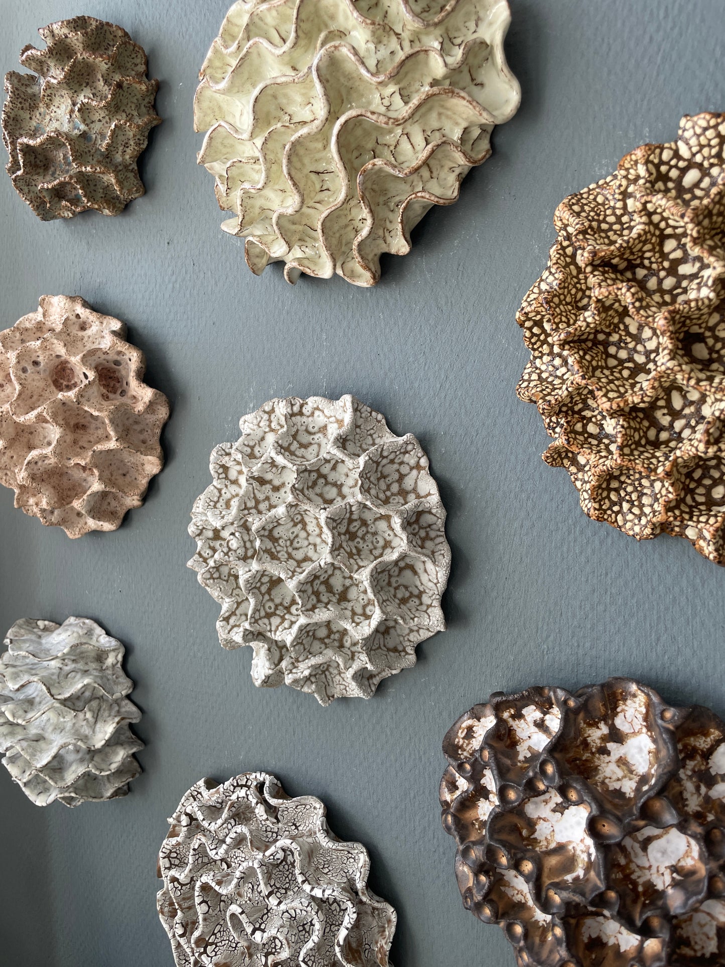 Wall coral 04476