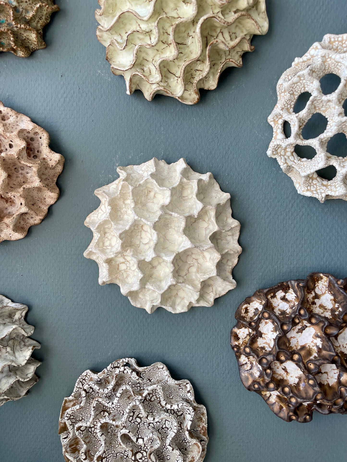 Wall coral 04473