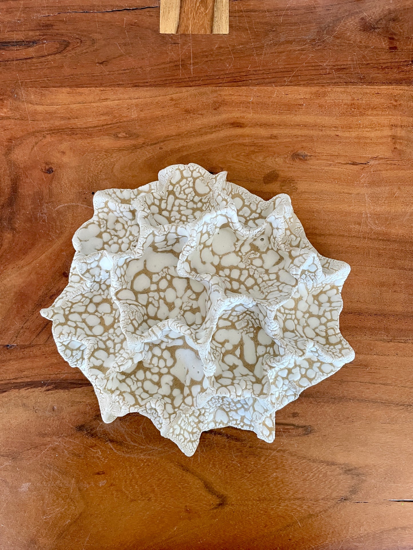Wall coral 04472