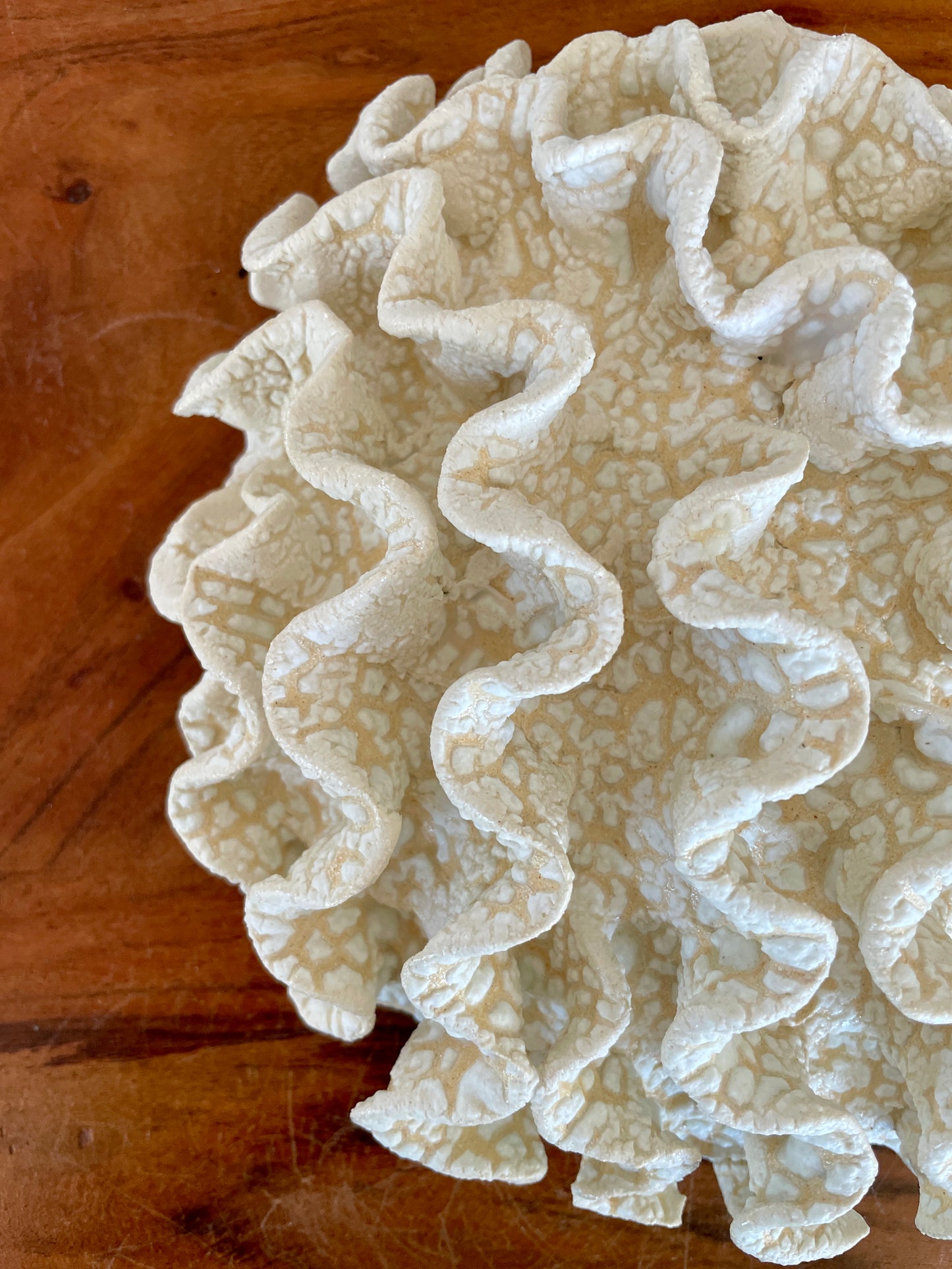 Wall coral 04463