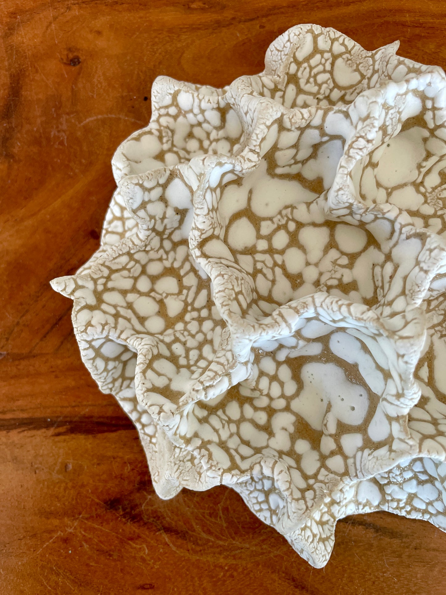 Wall coral 04472