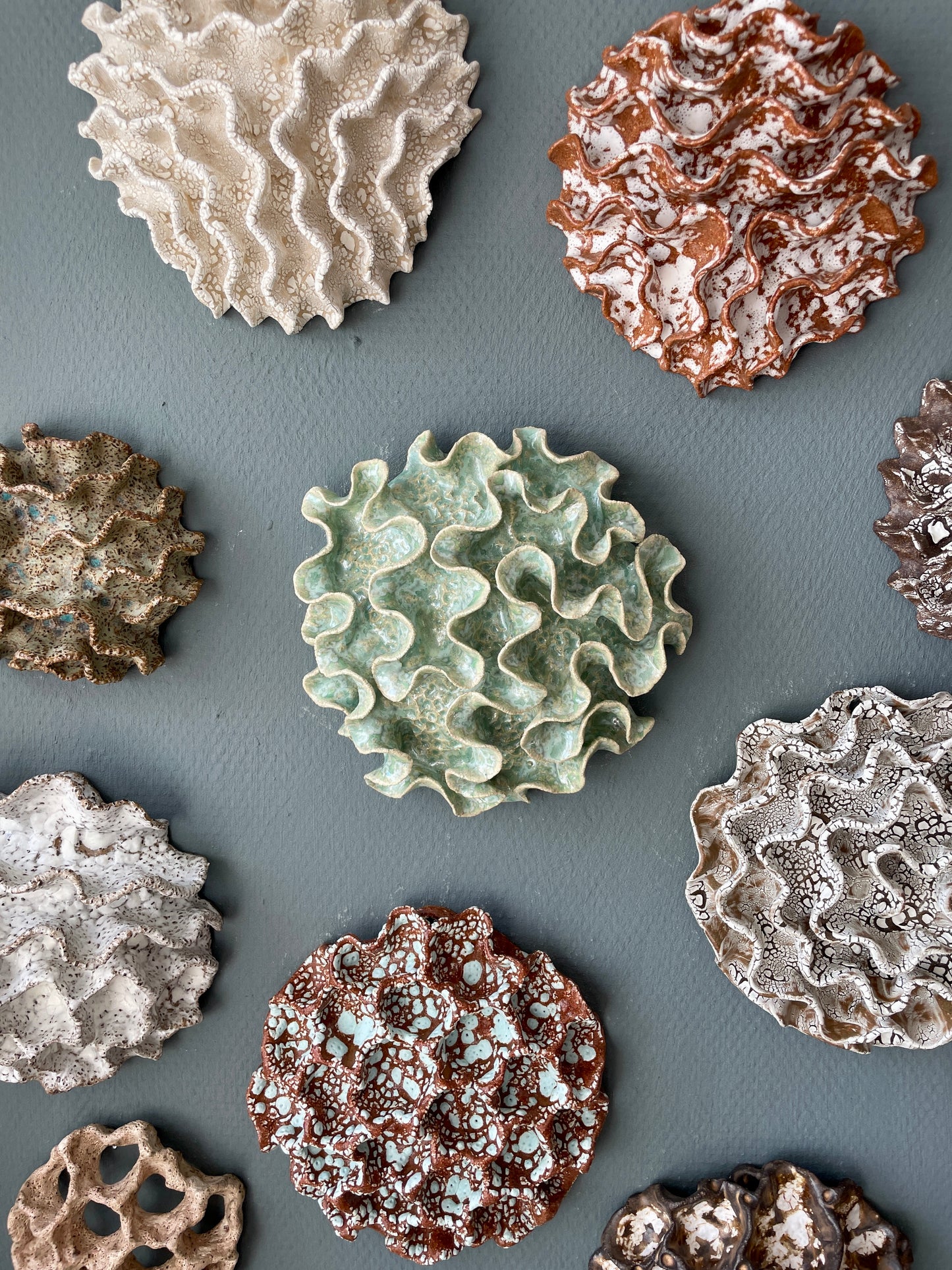 Wall coral 04458
