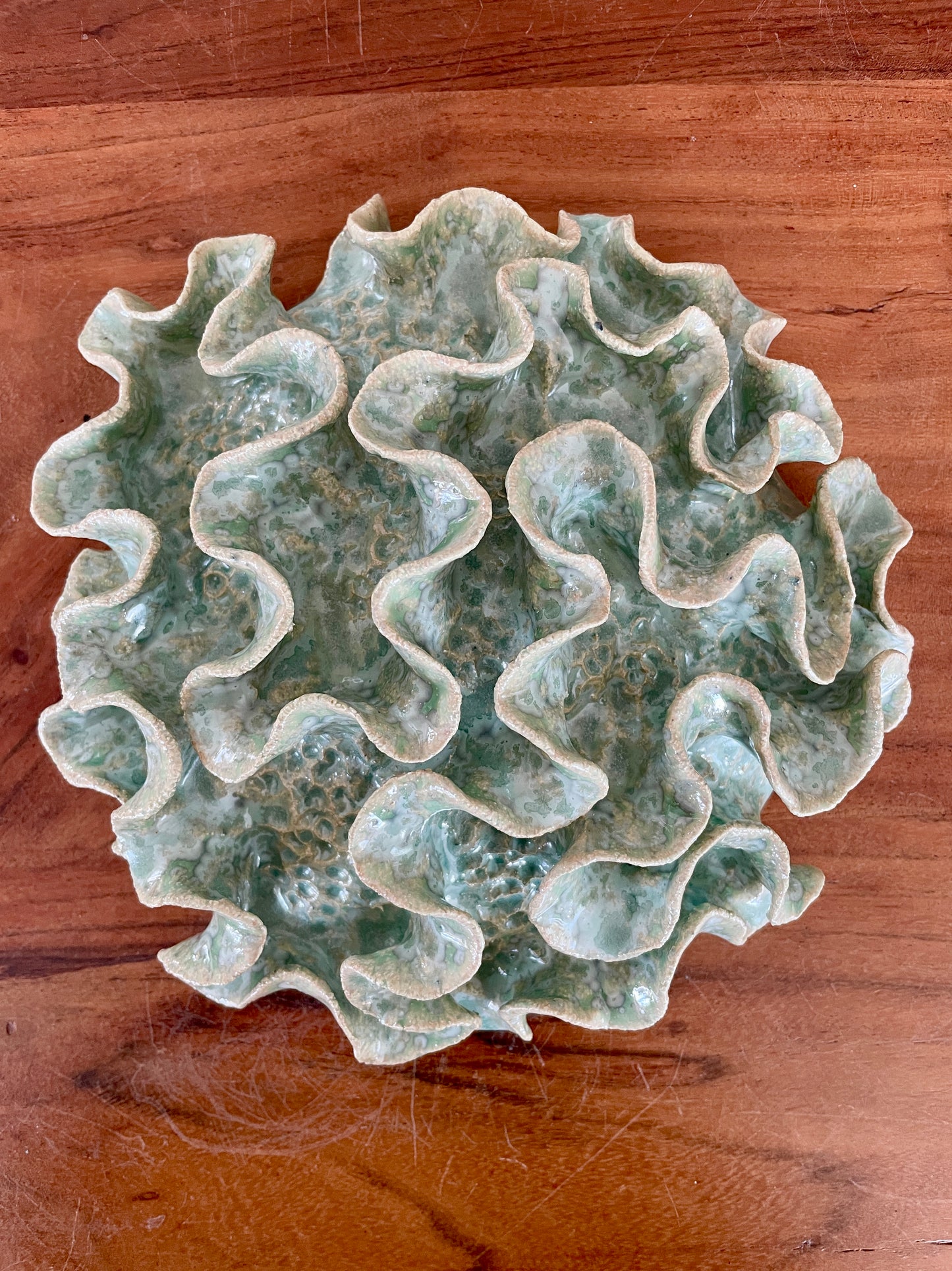 Wall coral 04458