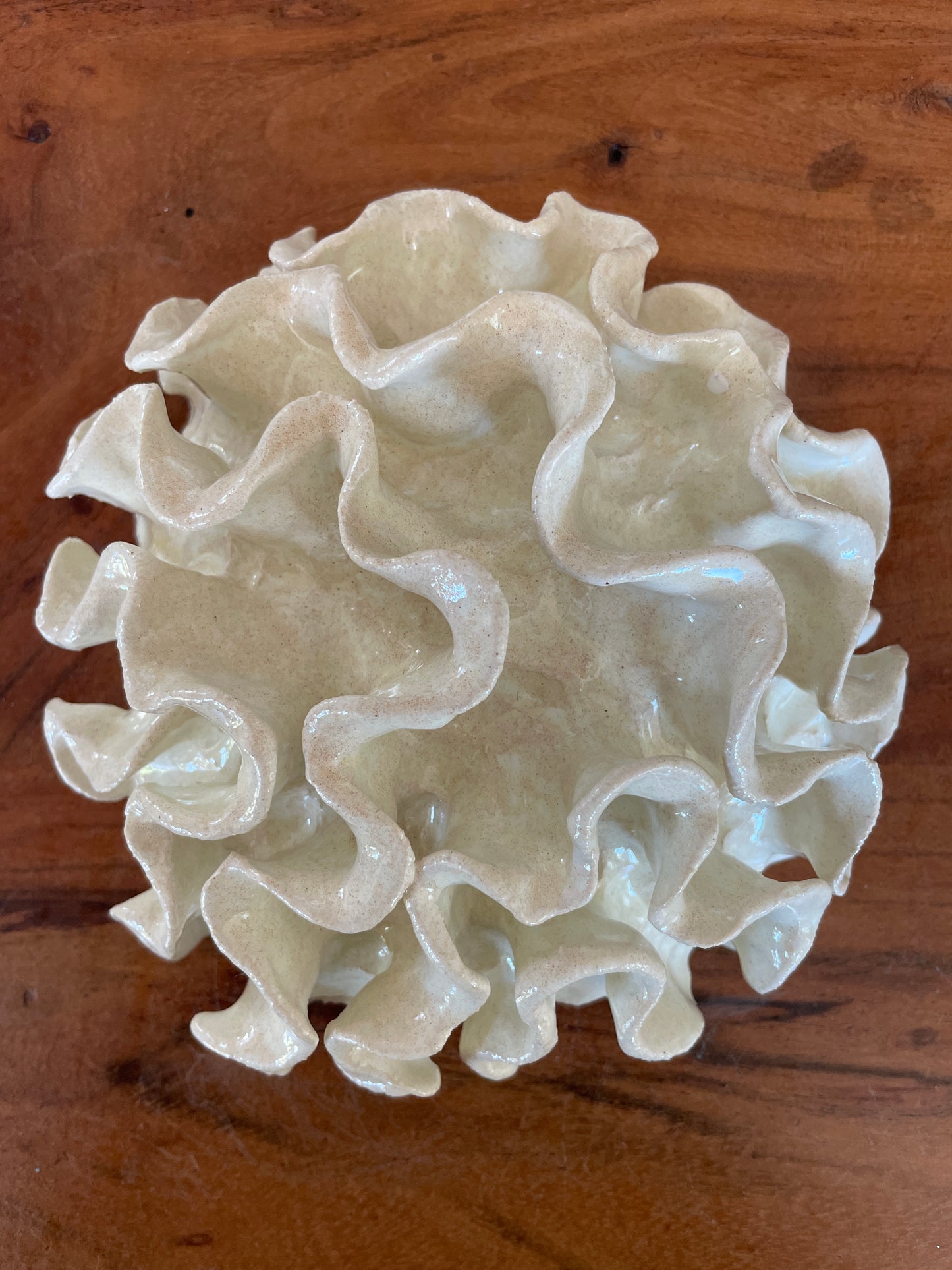 Wall coral 04469