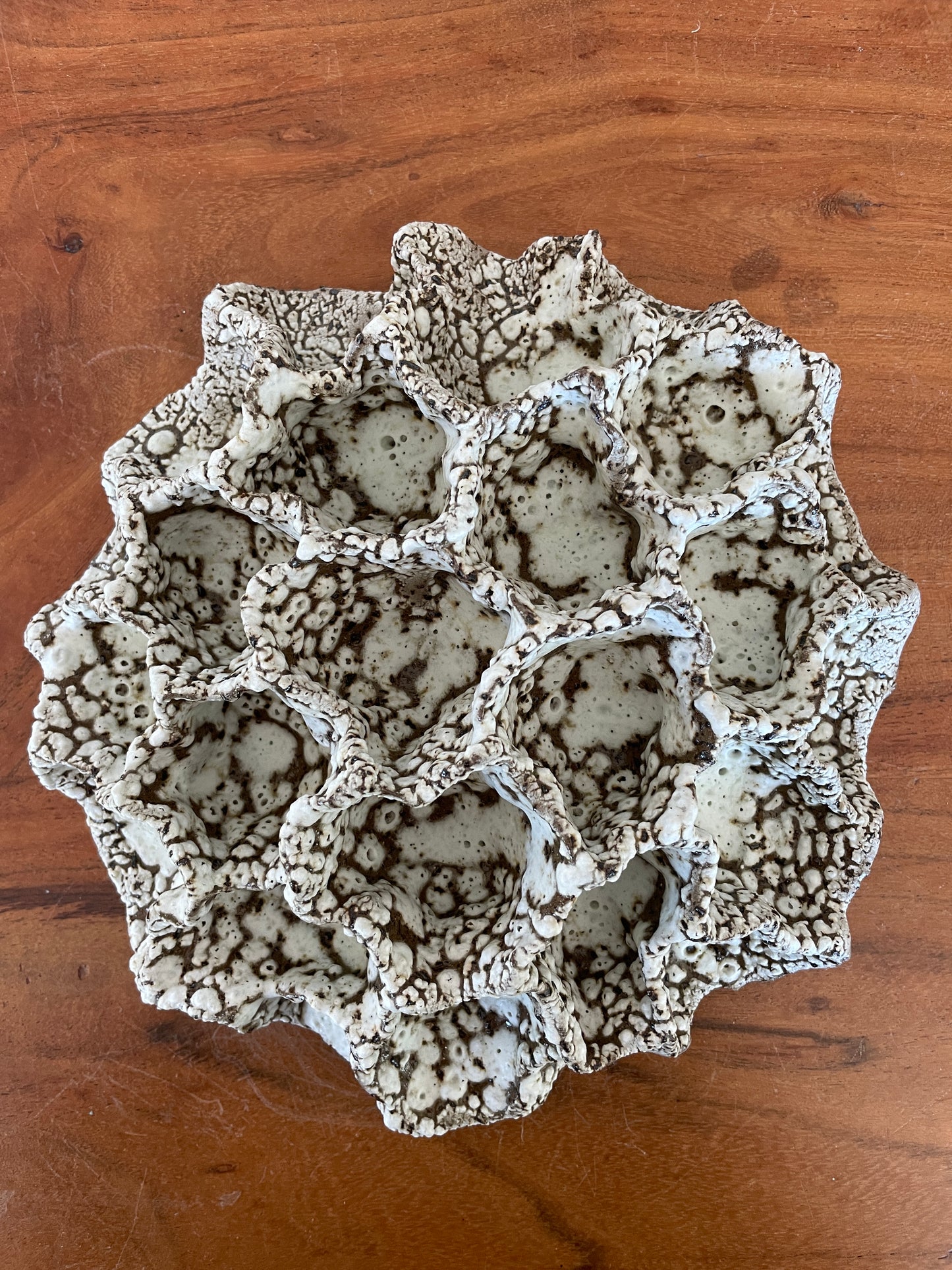 Wall coral 04474