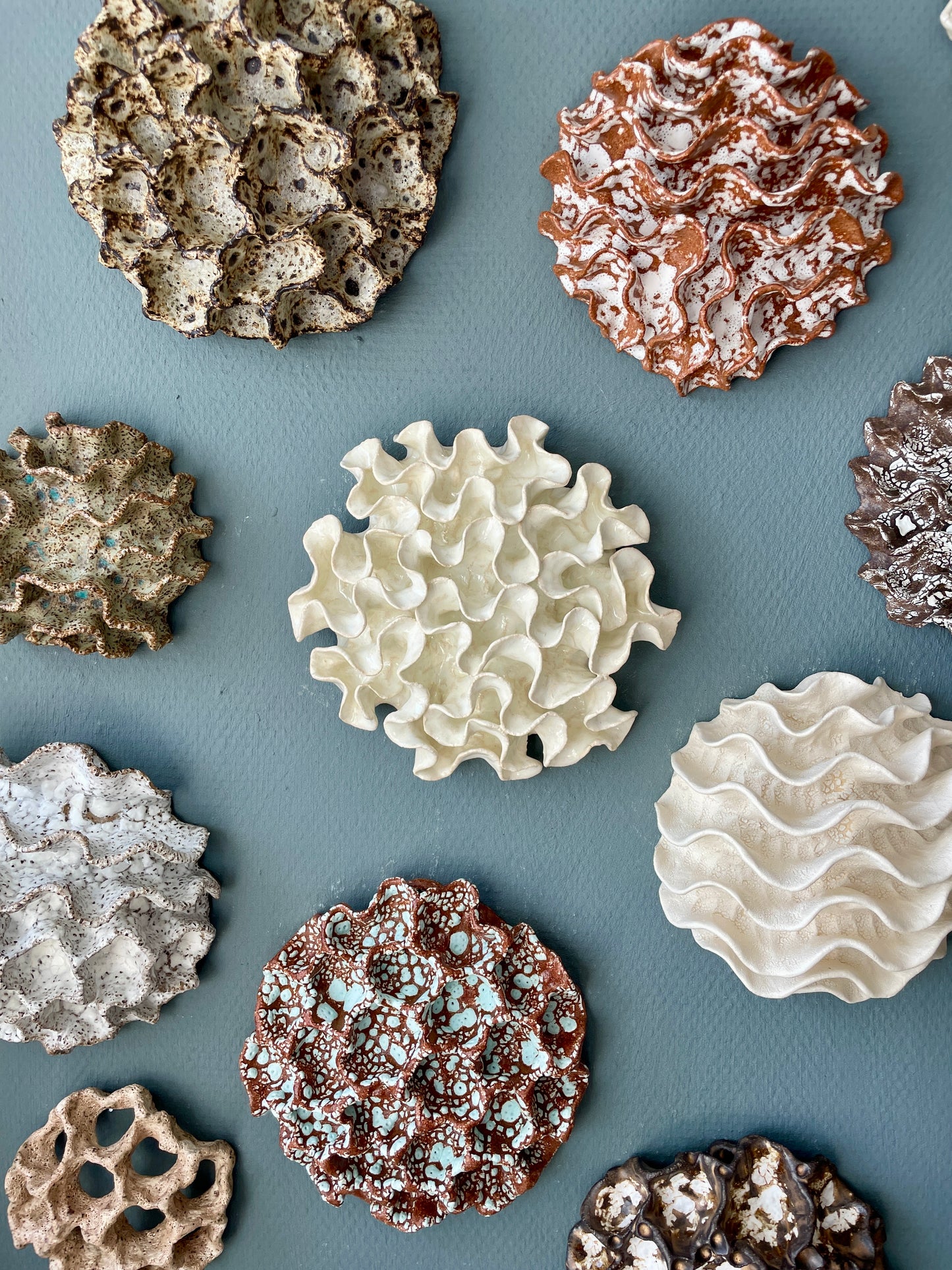 Wall coral 04451