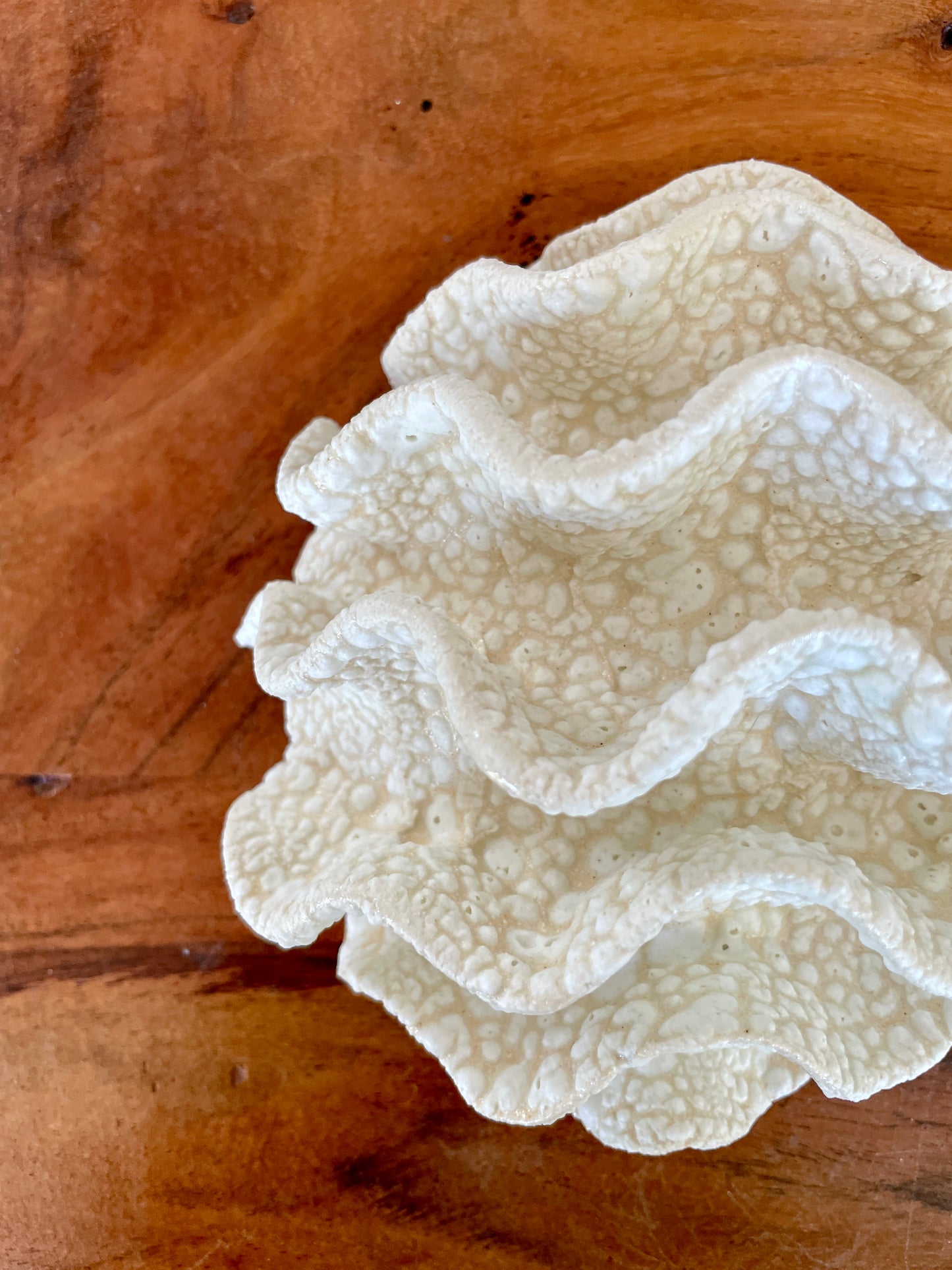 Wall coral 04471