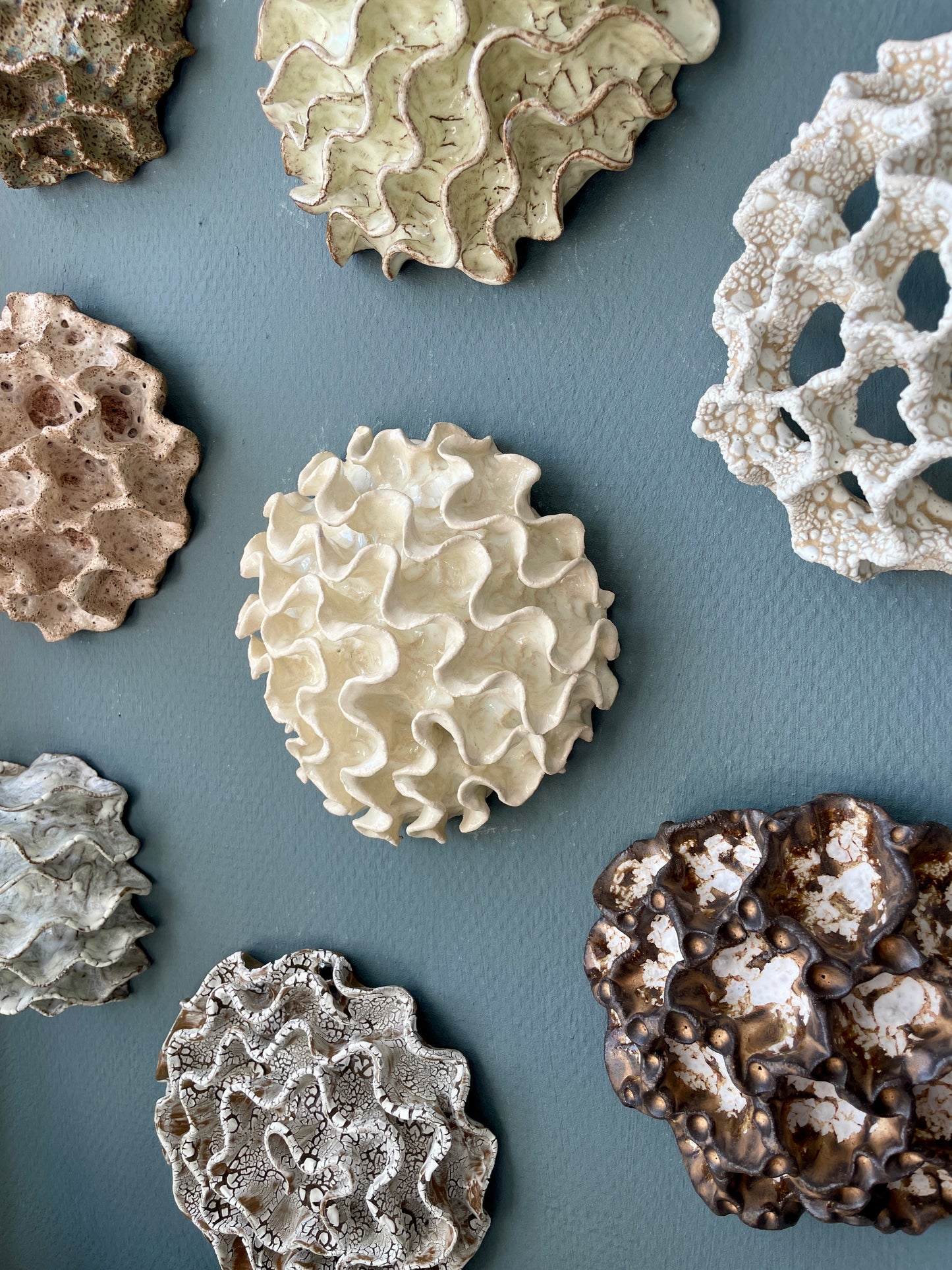 Wall coral 04467