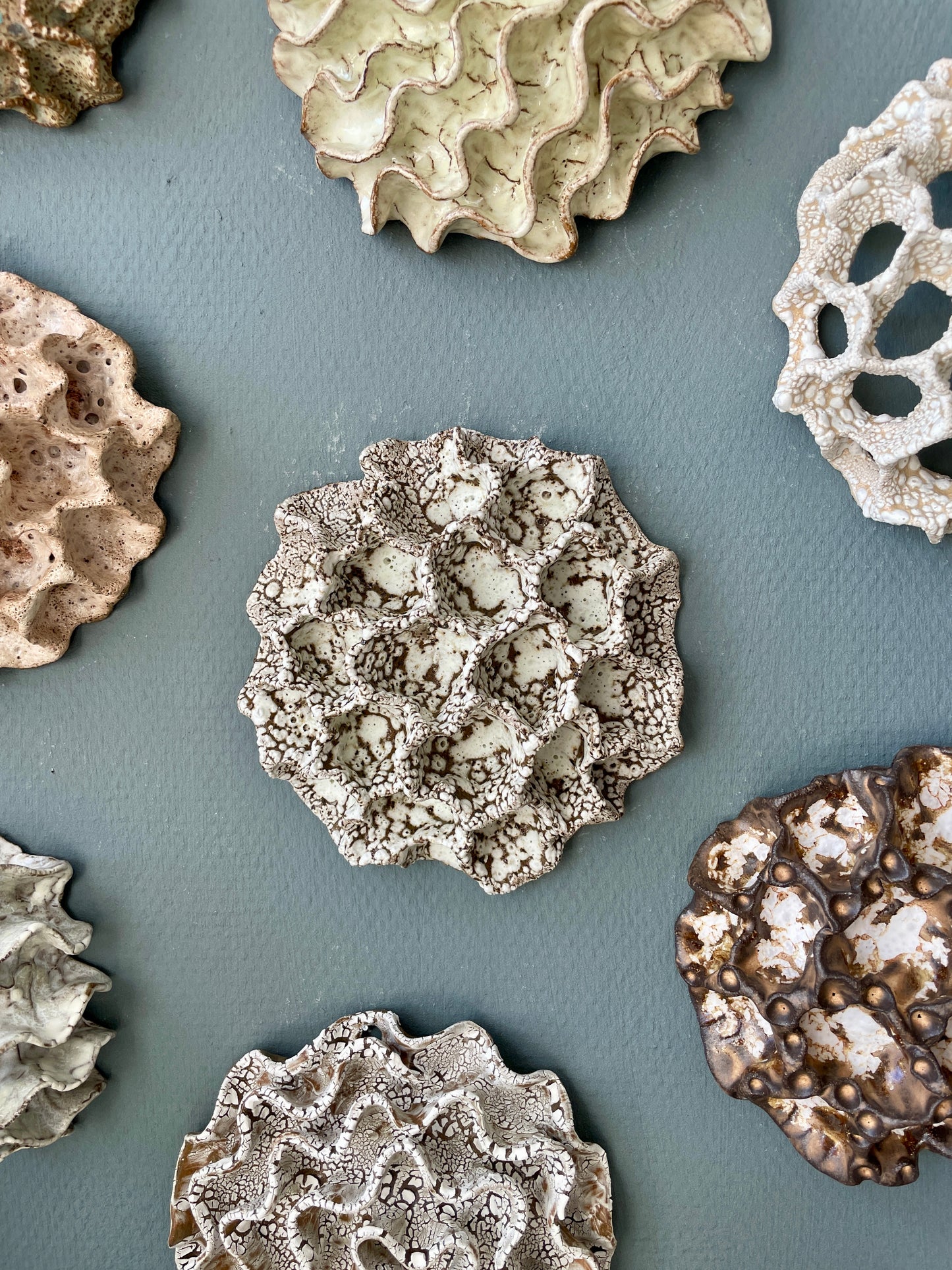Wall coral 04474