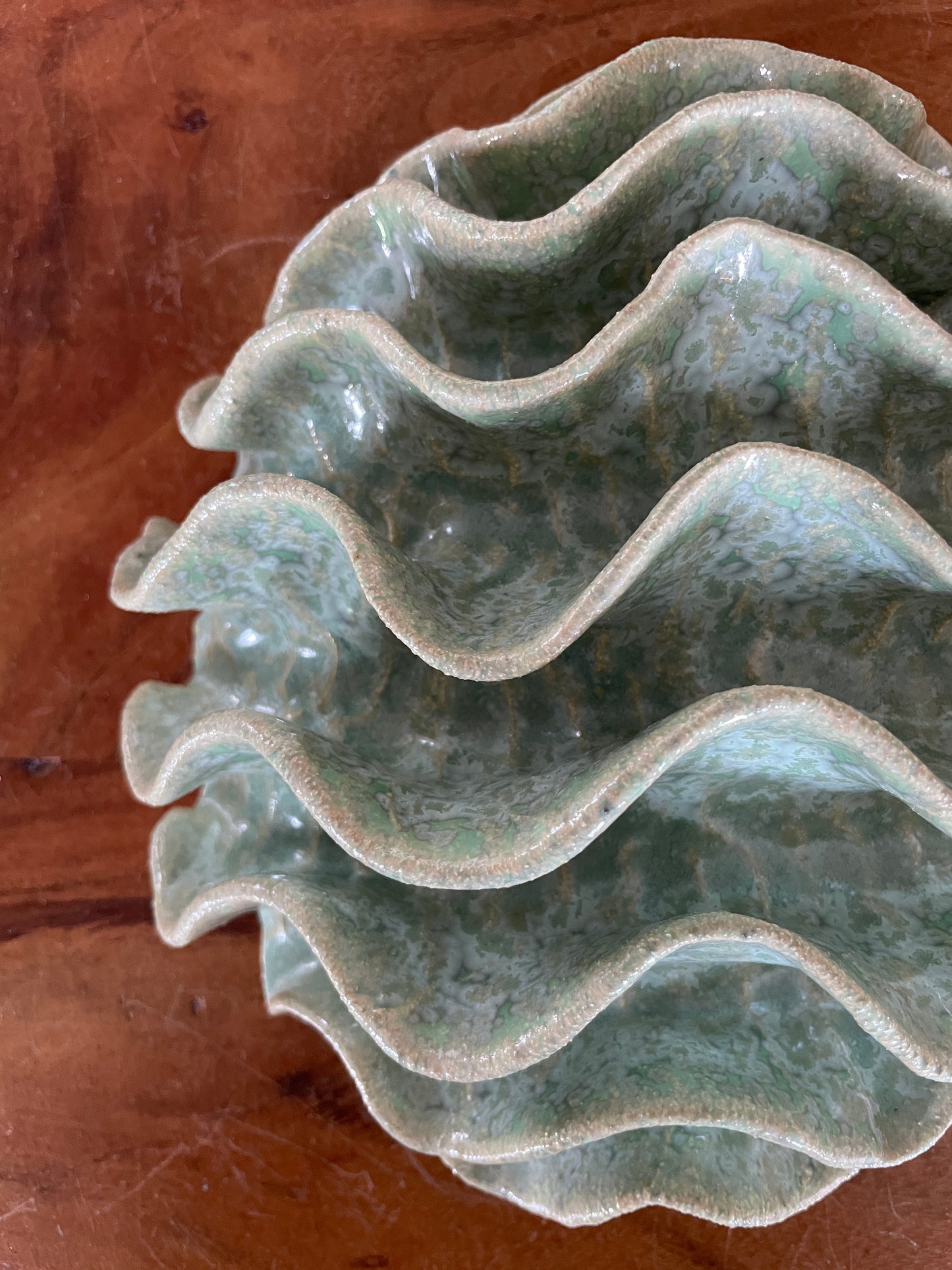 Wall coral 04478