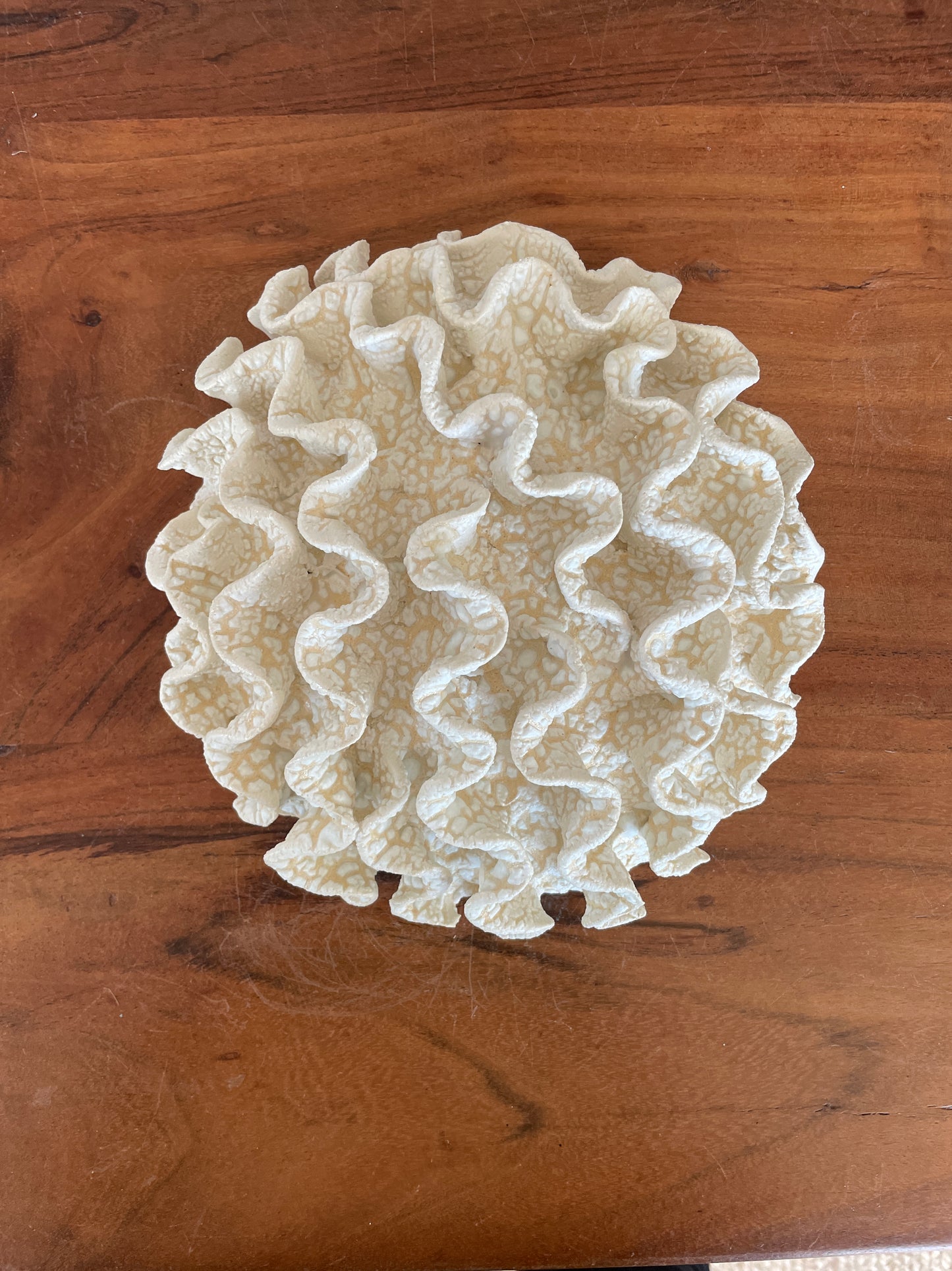 Wall coral 04463